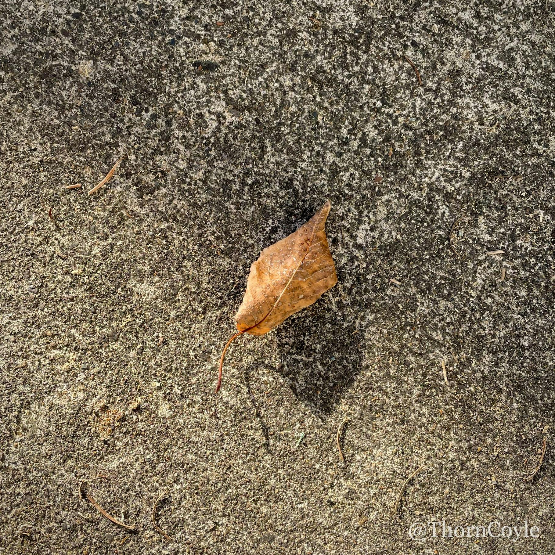 a dried leaf on concrete, half in shadow, half in sun. The leaf casts a shadow