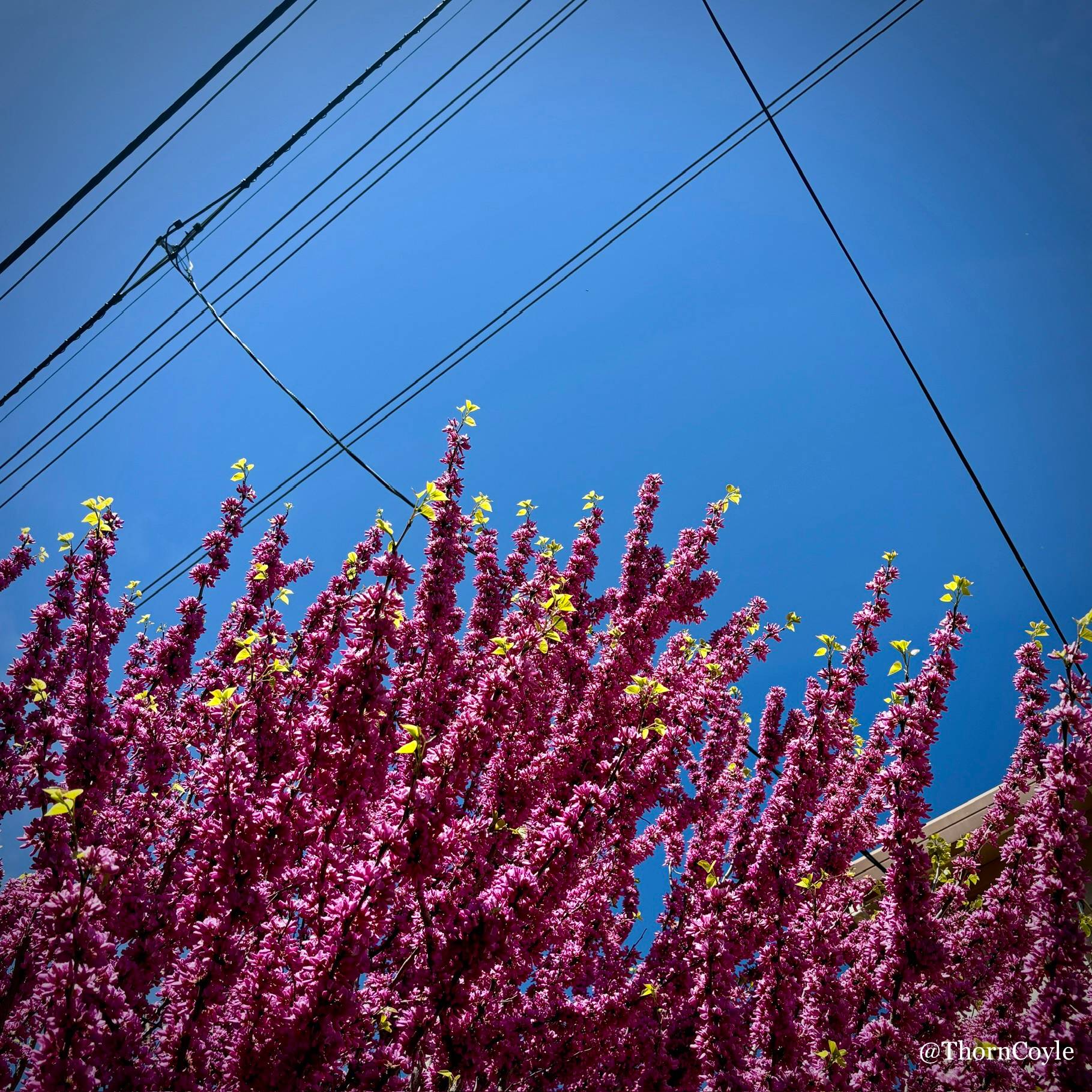 Photo: blooming redbud branches reaching up toward criss-crossed utility wires