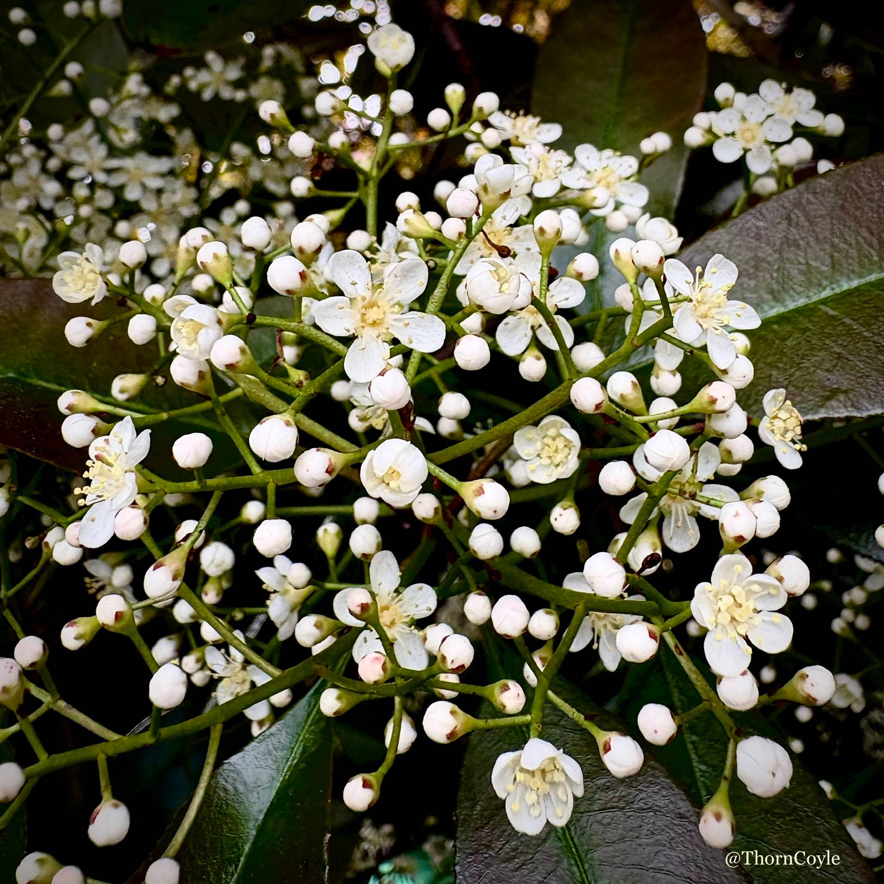 Photo: a spray of white flowers and buds growing on a tree