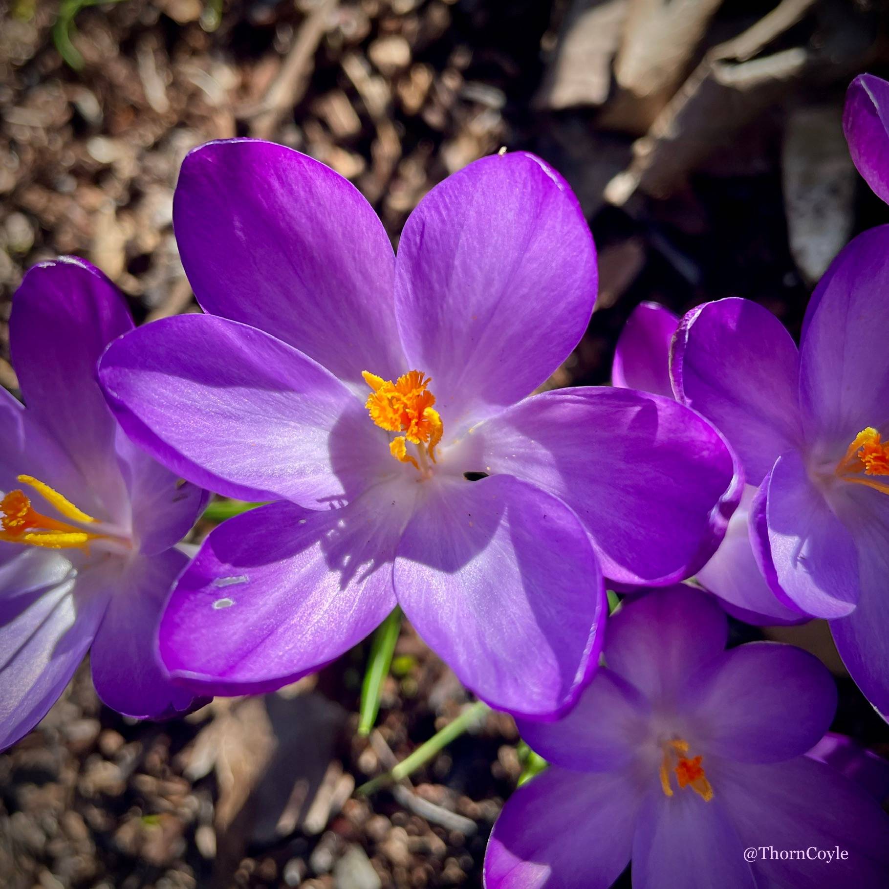 purple crocus flowers wide open in the sun