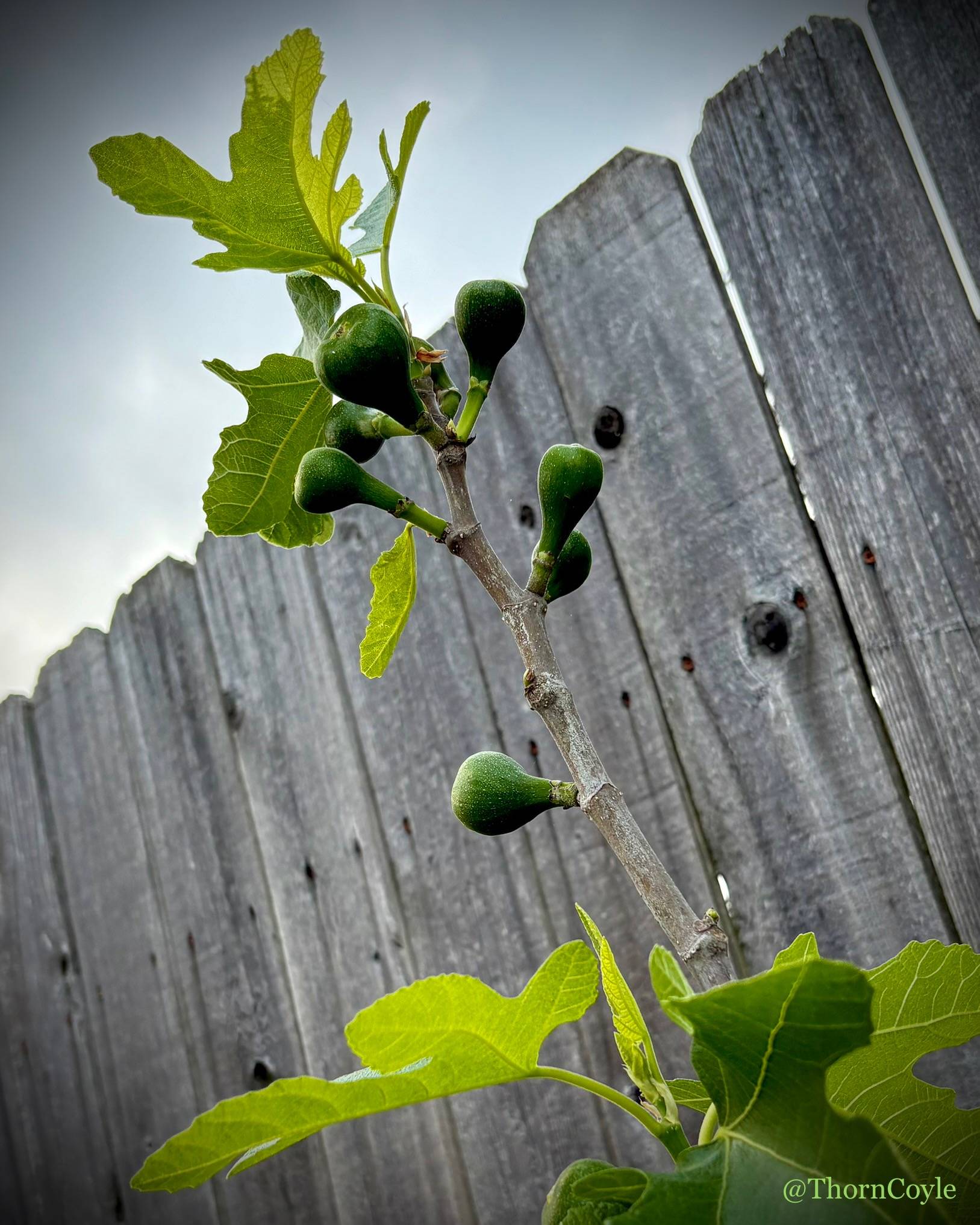 tiny green figs on a tiny fig tree