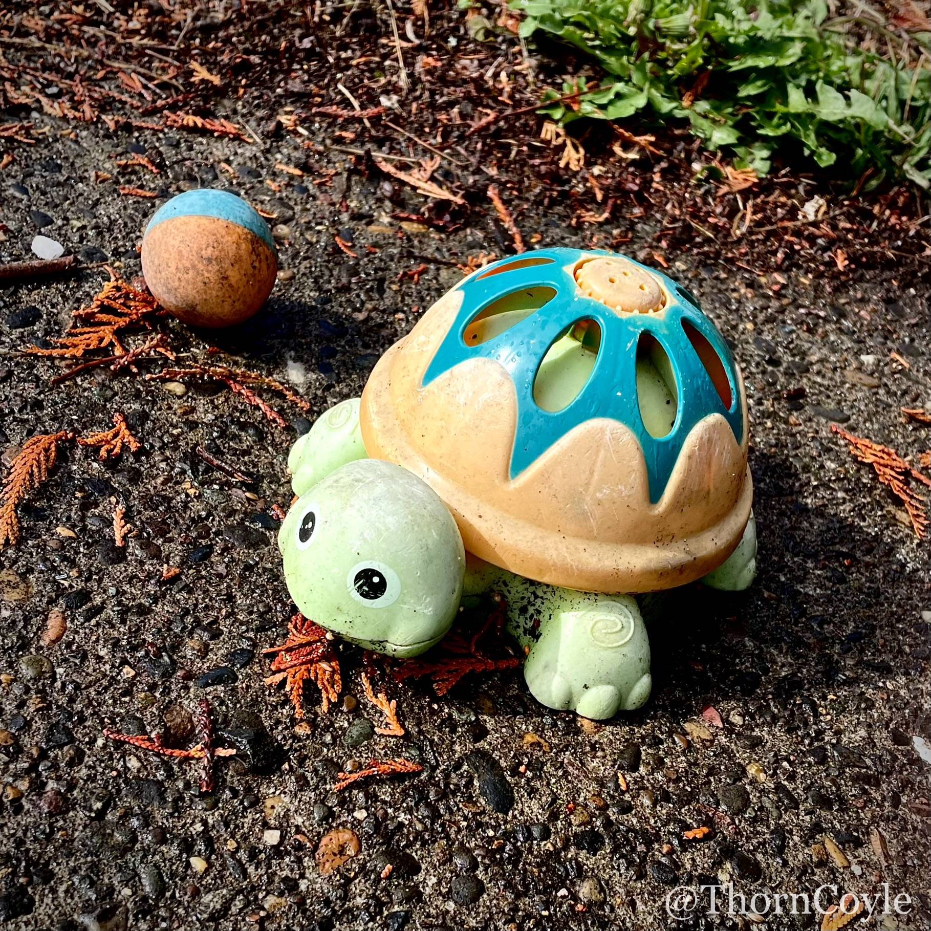 a worn out toy turtle and ball on a wet pebble dash sidewalk, surrounded by fir needles