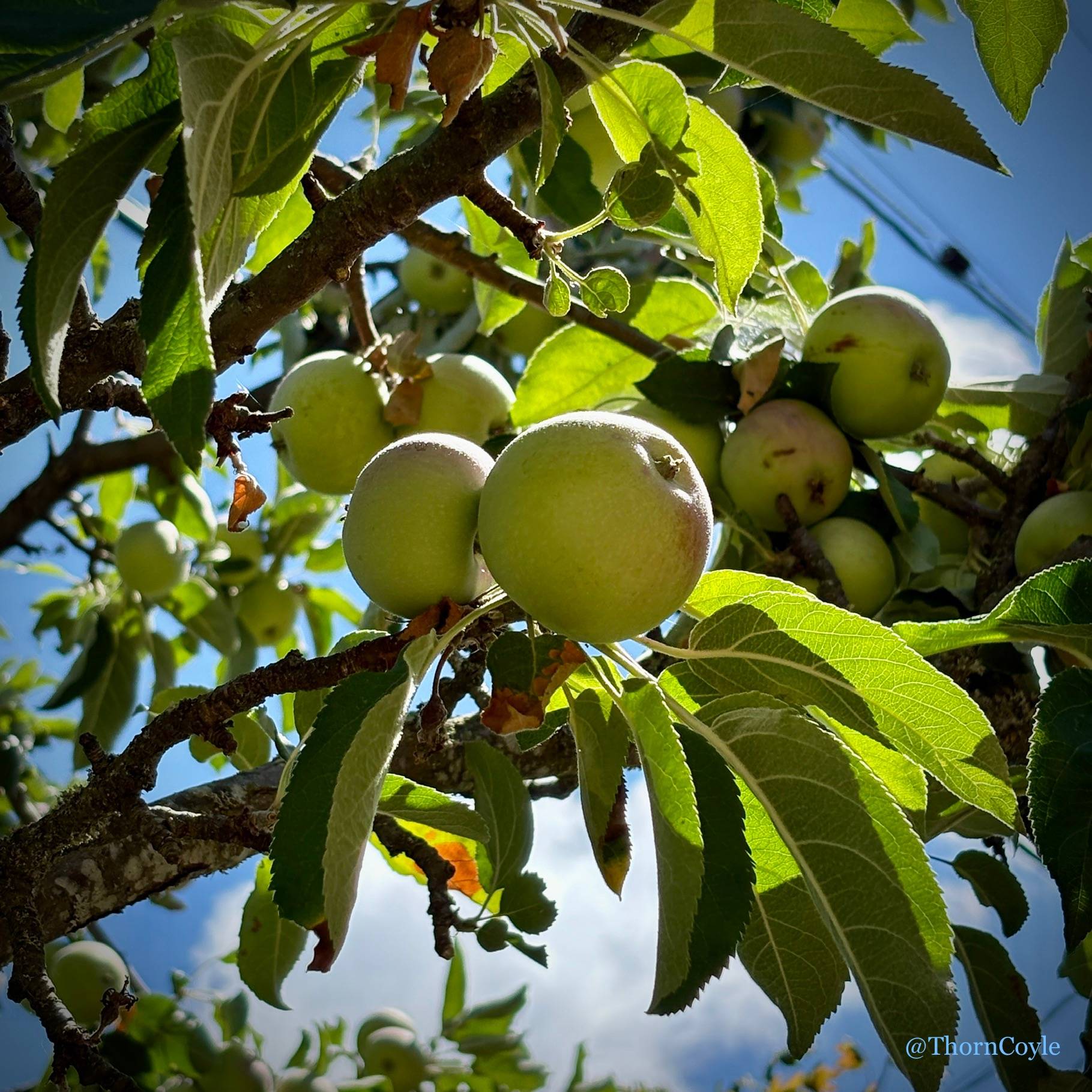 Sidewalk apple tree with ripening fruit.