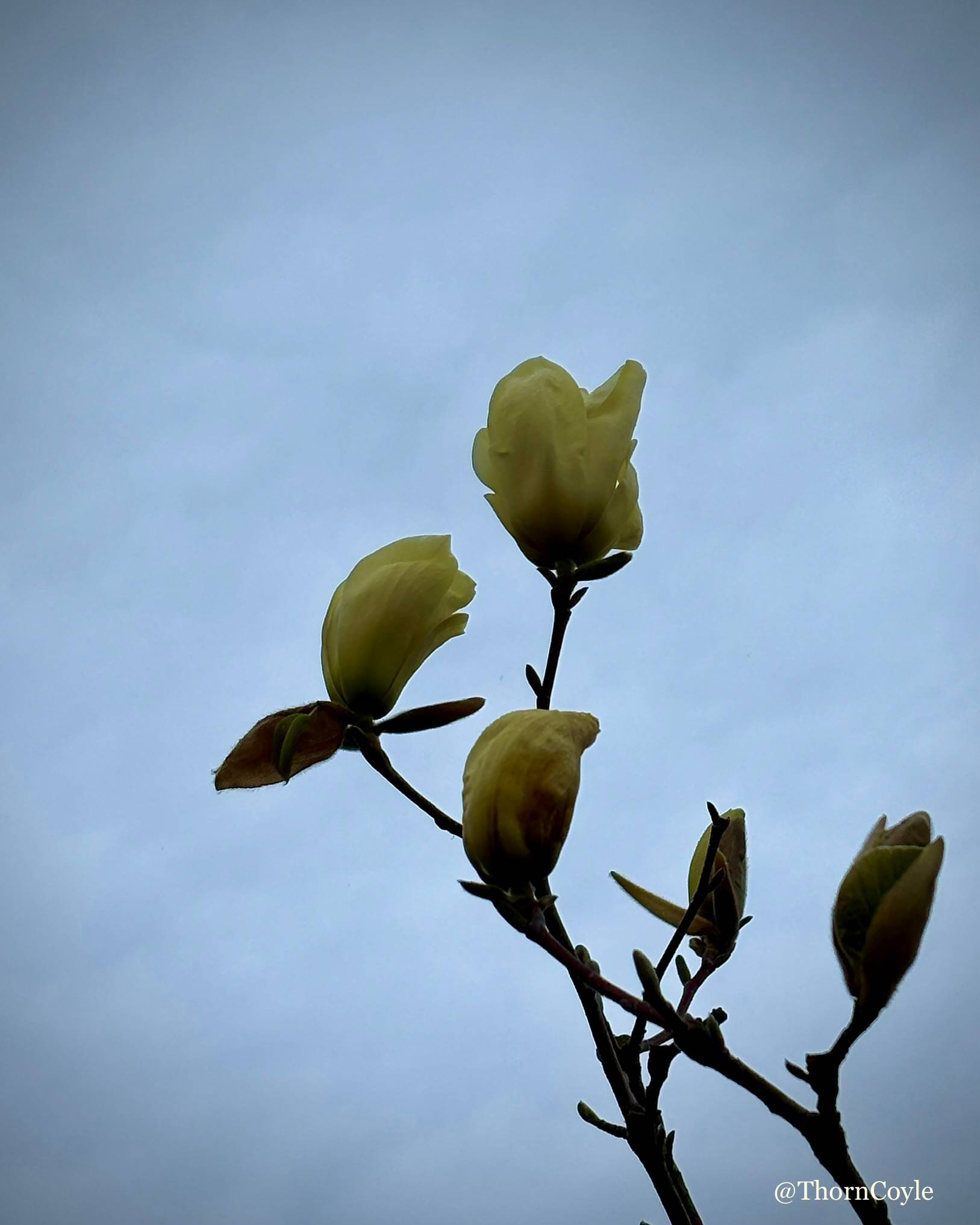 Photo: pale cream magnolia buds rising toward grey skies