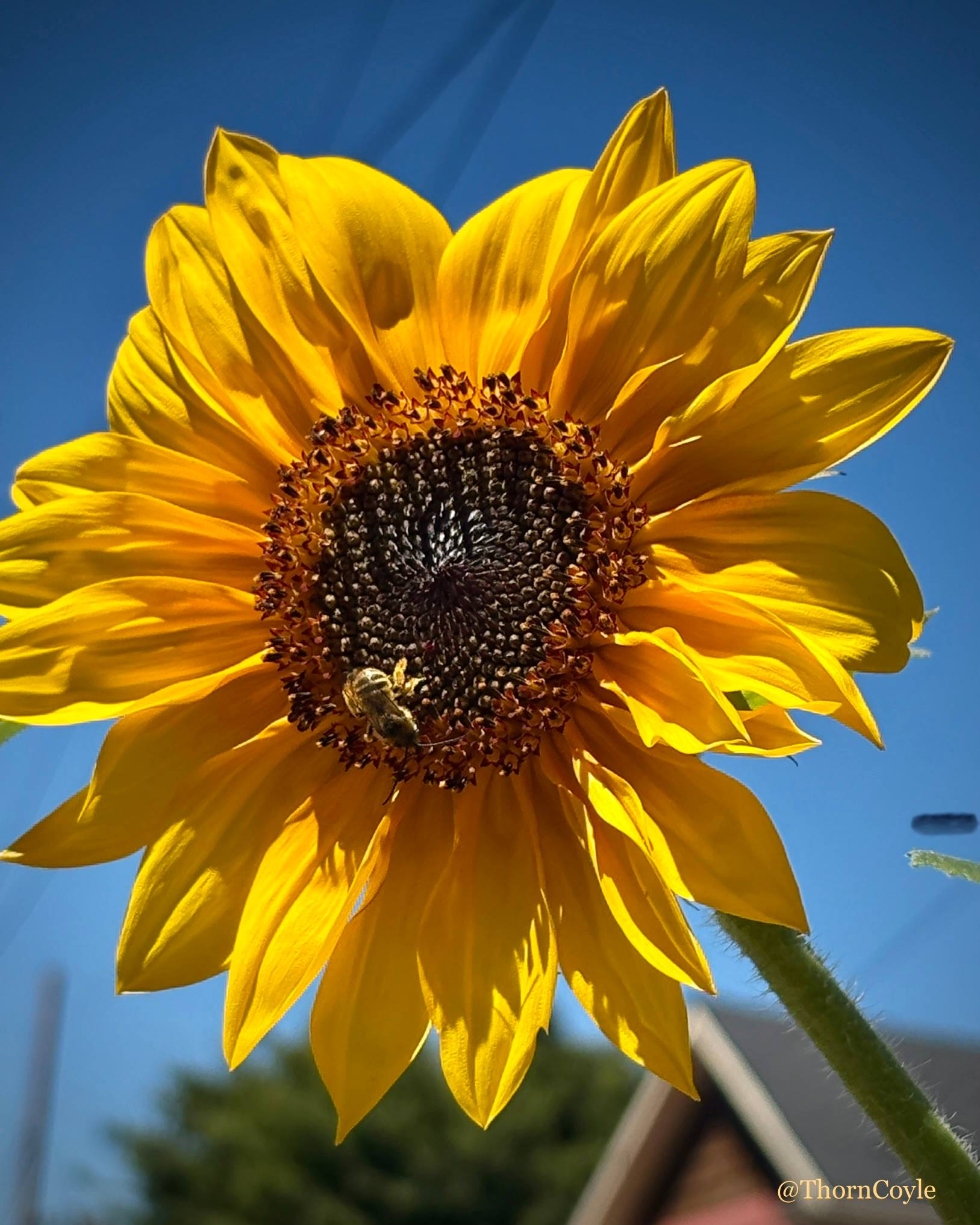 a small bee collects pollen from the center of a large sunflower