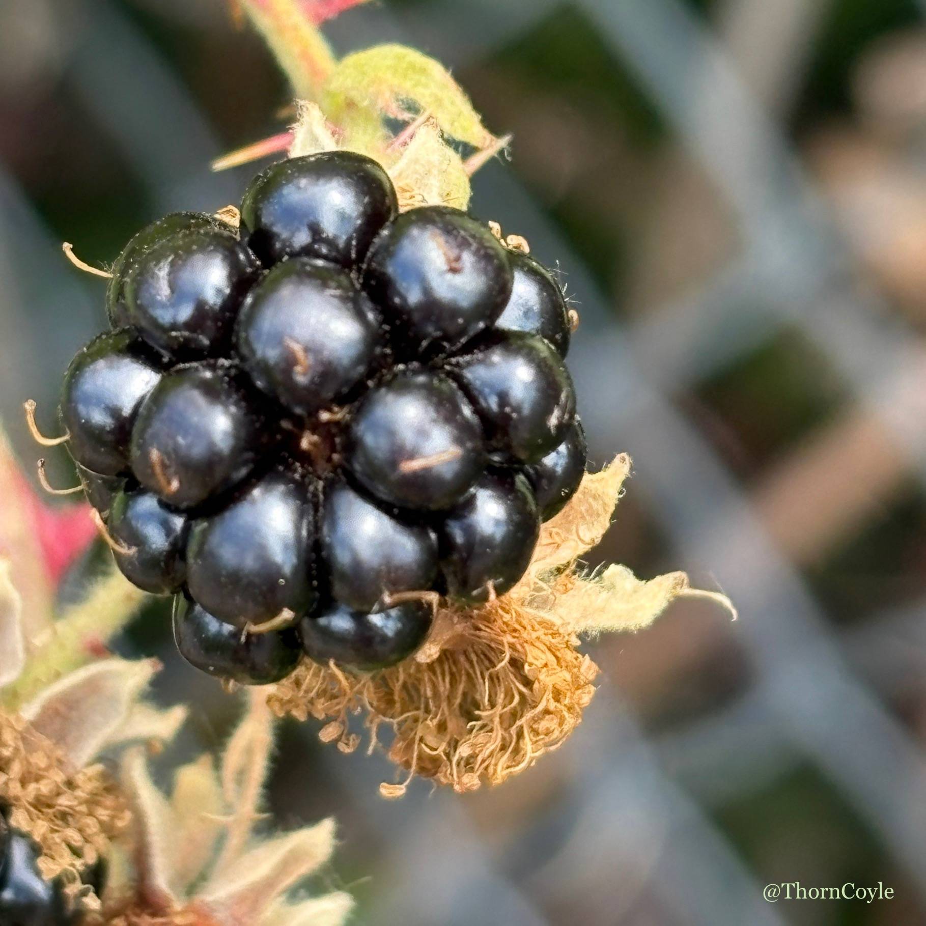 a ripe blackberry on the vine