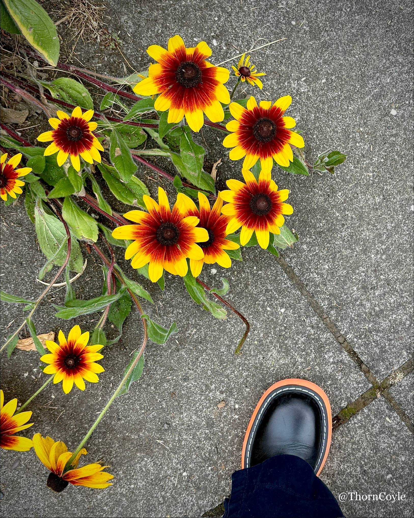 Photo: a black boot with an orange sole on a gray sidewalk near a huge spray of Black Eyed Susan’s. 