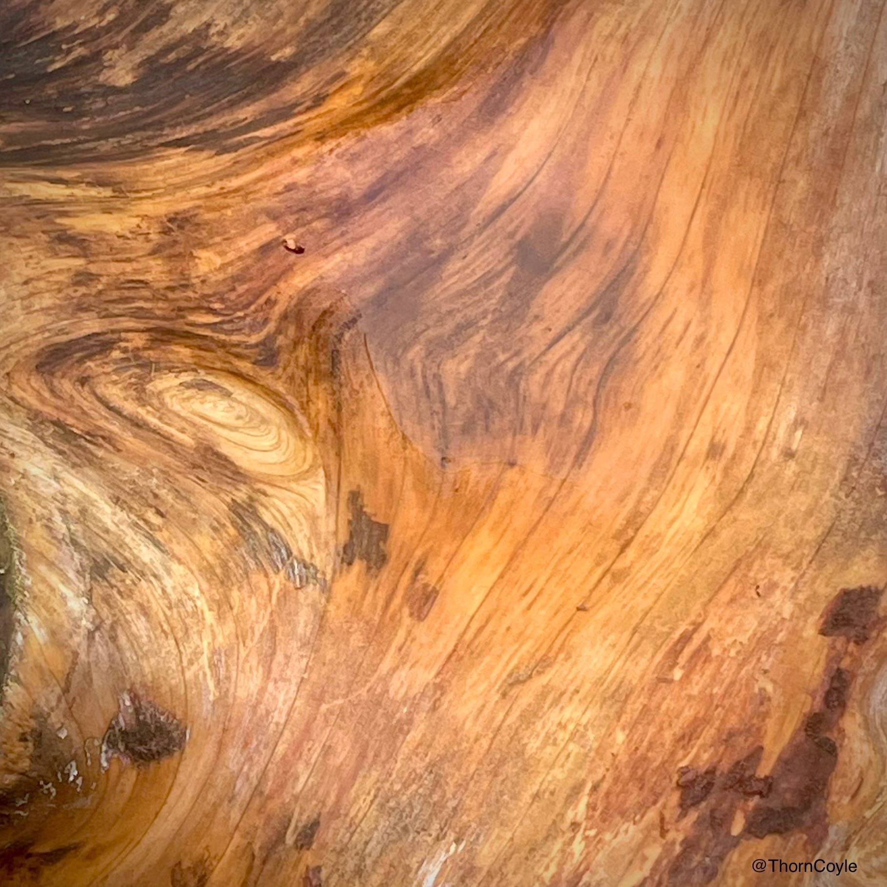 image of a smooth tree trunk without bark. its whorls and lines look like canyons