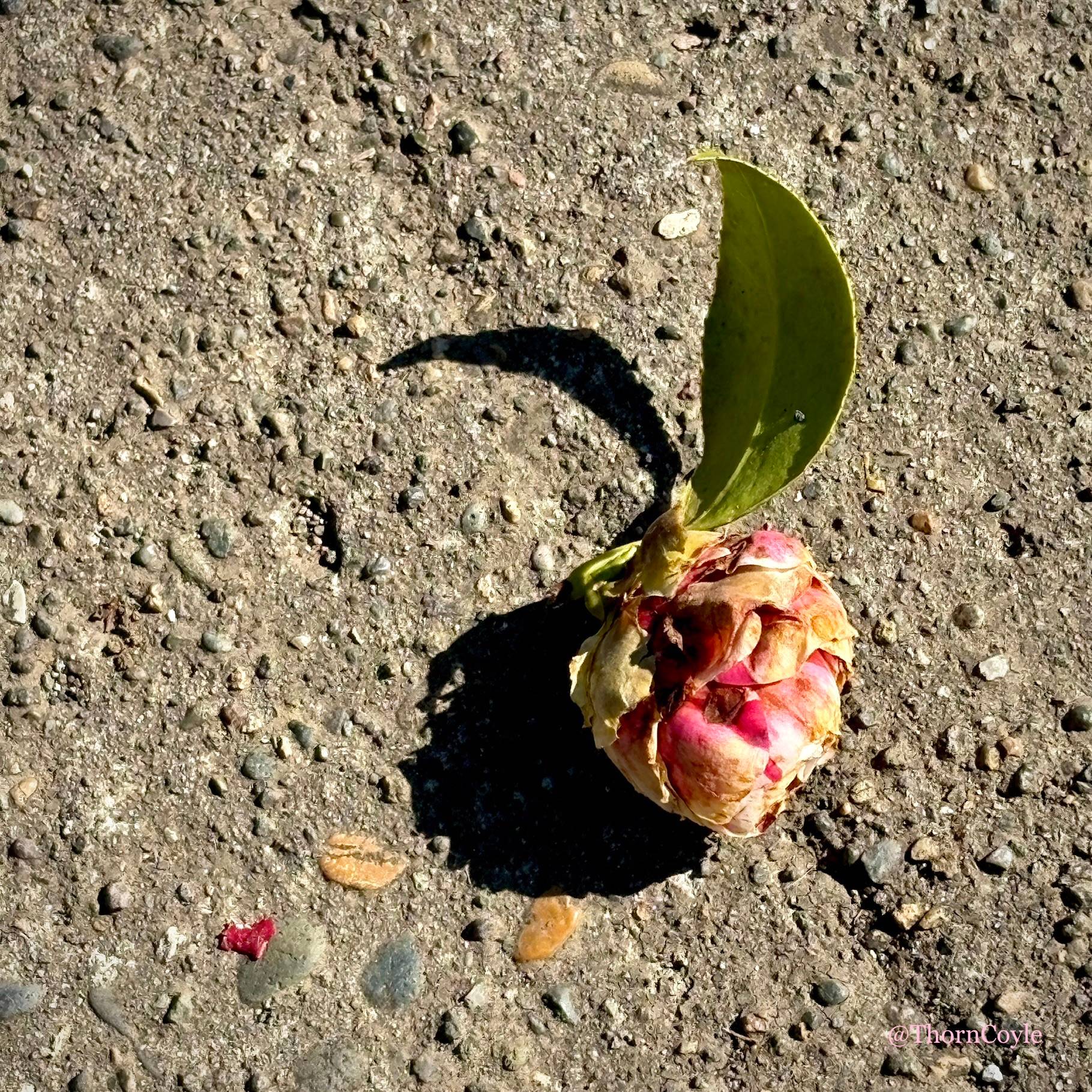 Photo: camilla bud fallen on a sidewalk