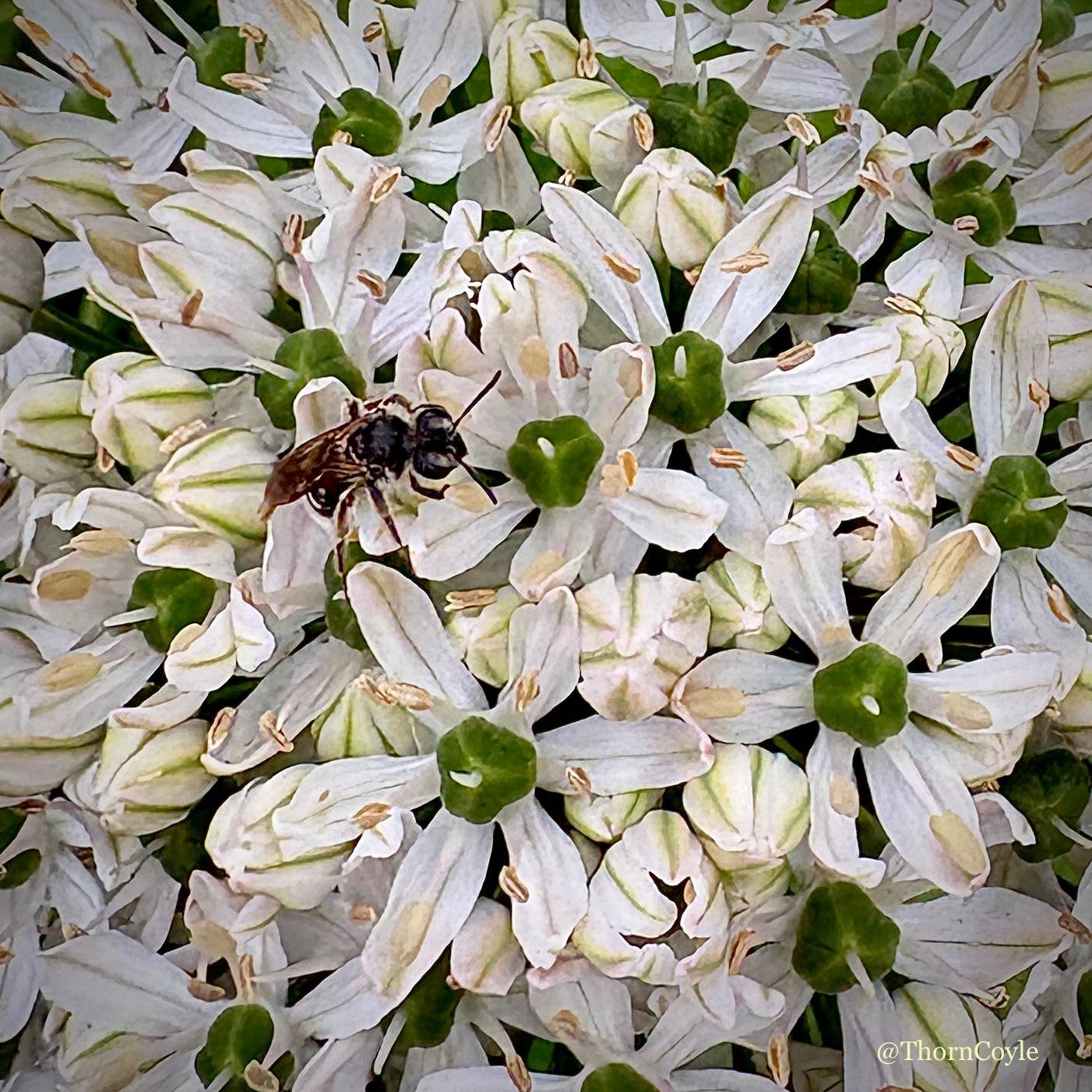 photo: a small bee on a cluster of white flowers shaped like stars