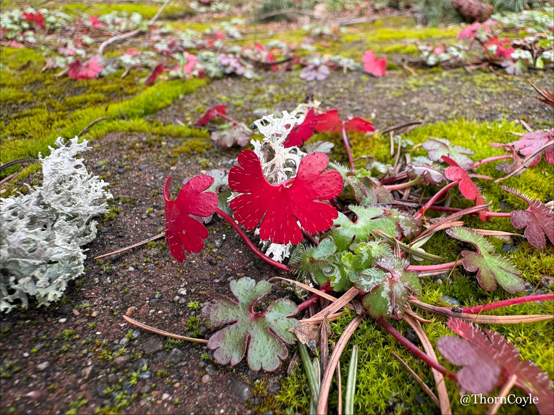 tiny crane's bill geranium leaves, some green, some bright red, growing between moss covered paving bricks