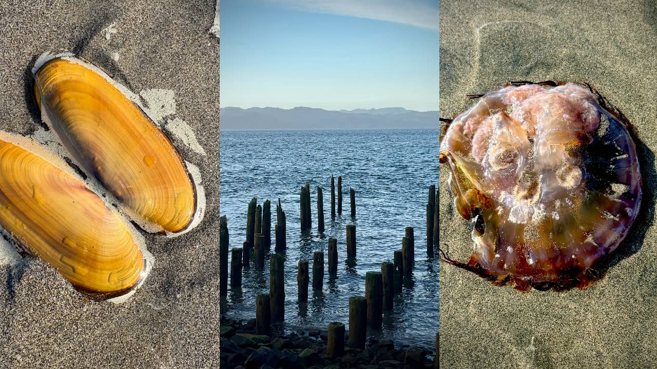 Razor clam shell on sand, old pier pilings at the edge of a huge river, some sort of jellyfish on sand
