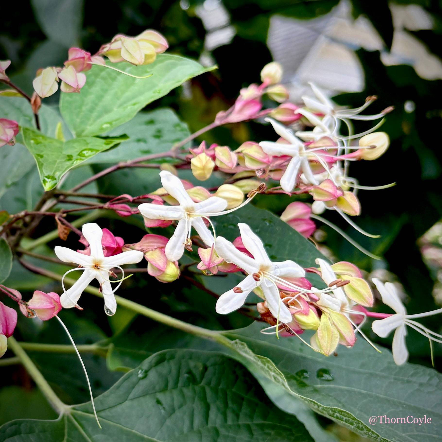 Close up of a tree with fragrant, honeysuckle like flowers