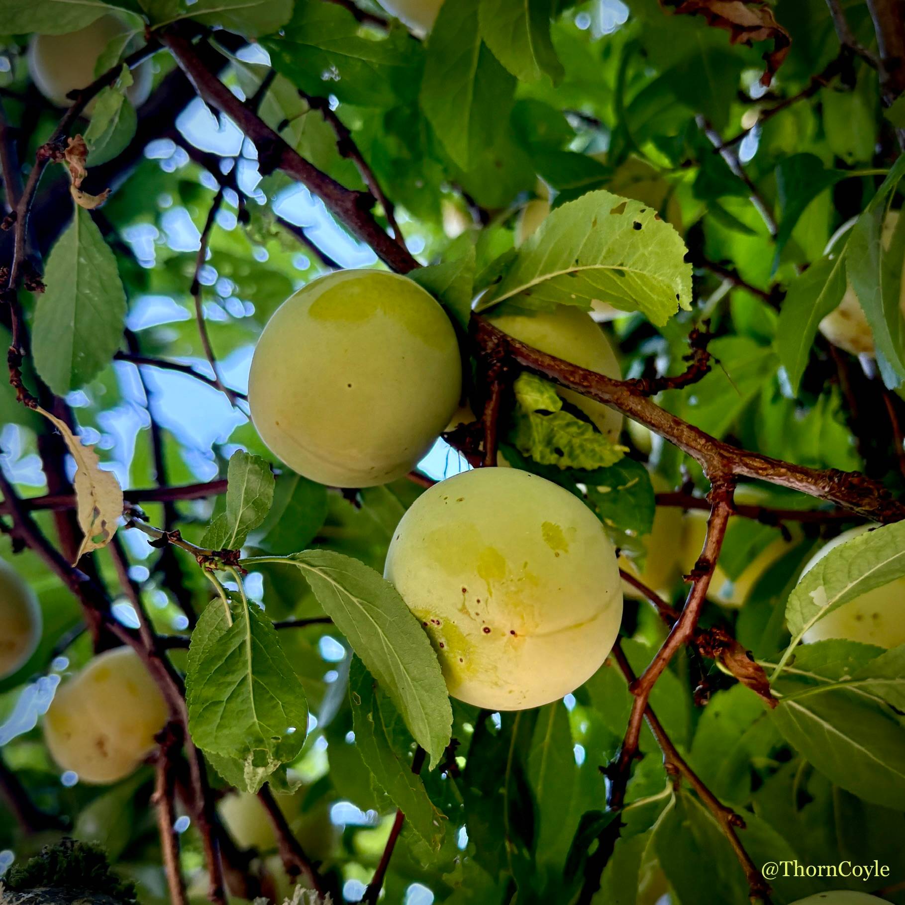 Photo: golden plums ripening on a tree