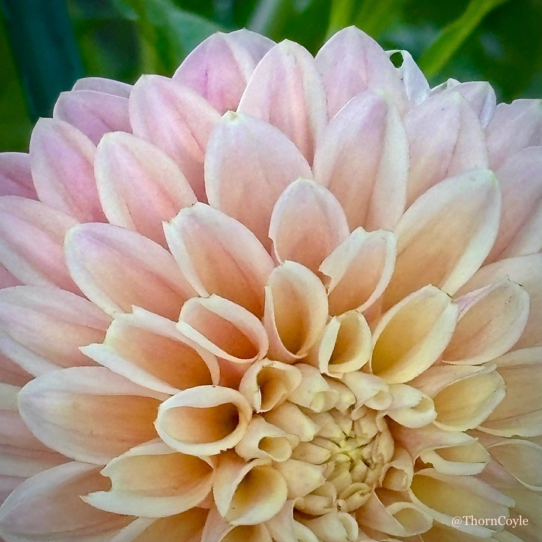 Photo: a full dahlia flower in shades of cream and pale pink