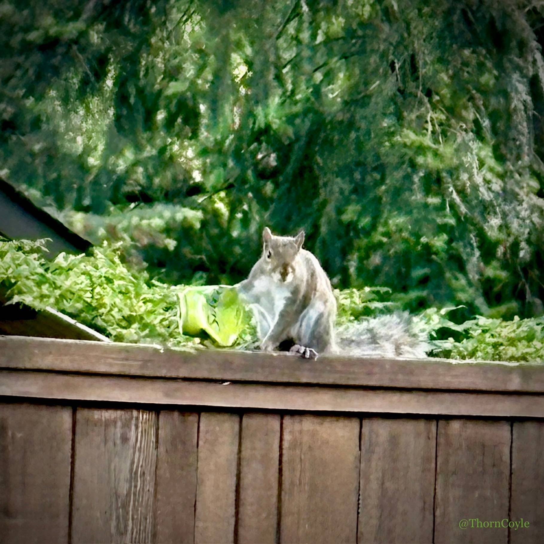 Squirrel on fence with crumpled soda can