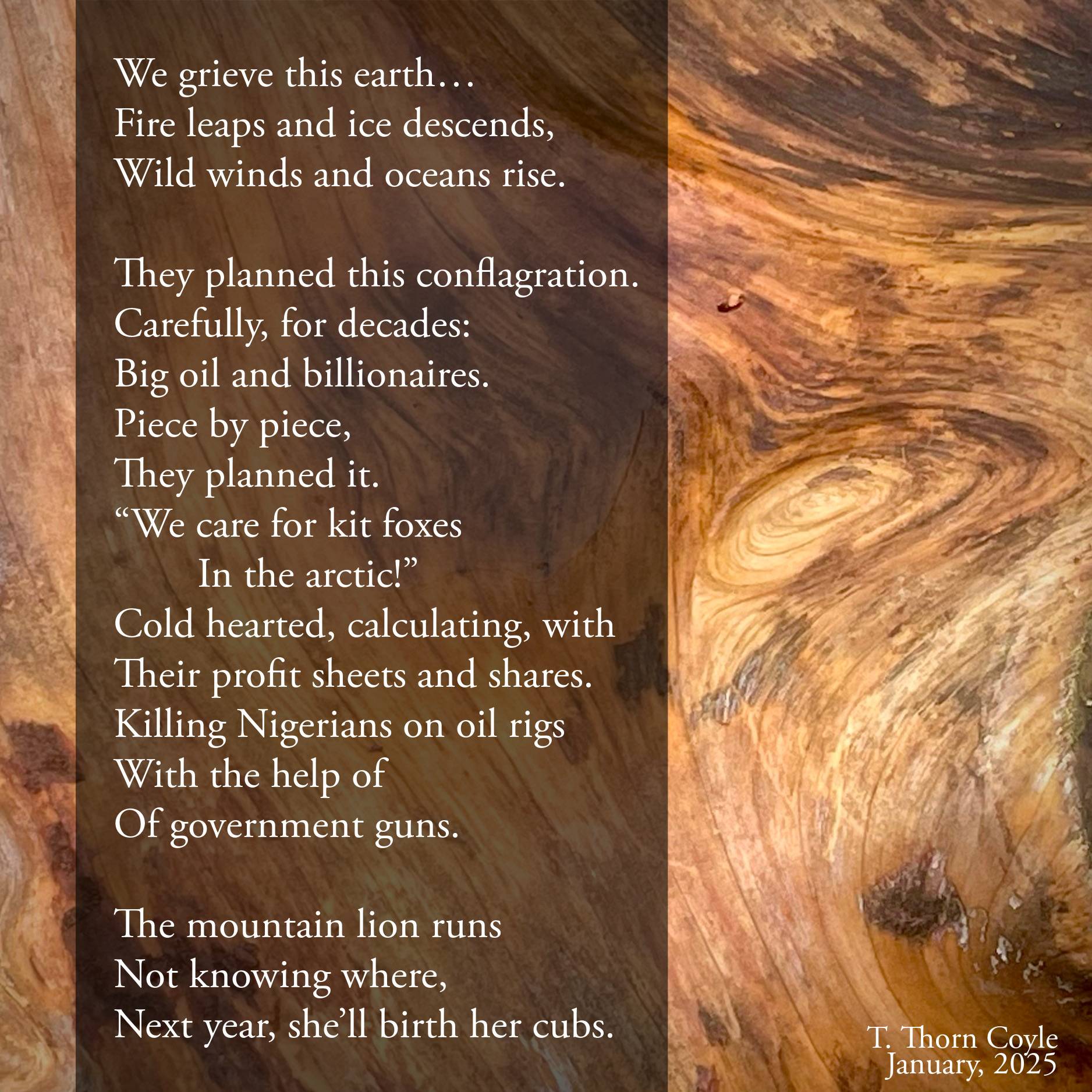 a poem over a photo of a smooth tree trunk whose whorls look like canyons. Text: Fire leaps and ice descends,  Wild winds and oceans rise.  They planned this conflagration  Carefully, for decades: Big oil and billionaires.  Piece by piece, They planned it. “We care for kit foxes              In the arctic!” Cold hearted, calculating, with  Their profit sheets and shares.  Killing Nigerians on oil rigs  With the help of Of government guns.  The mountain lion runs Not knowing where, Next year, she’ll birth her cubs.  T. Thorn Coyle January, 2025