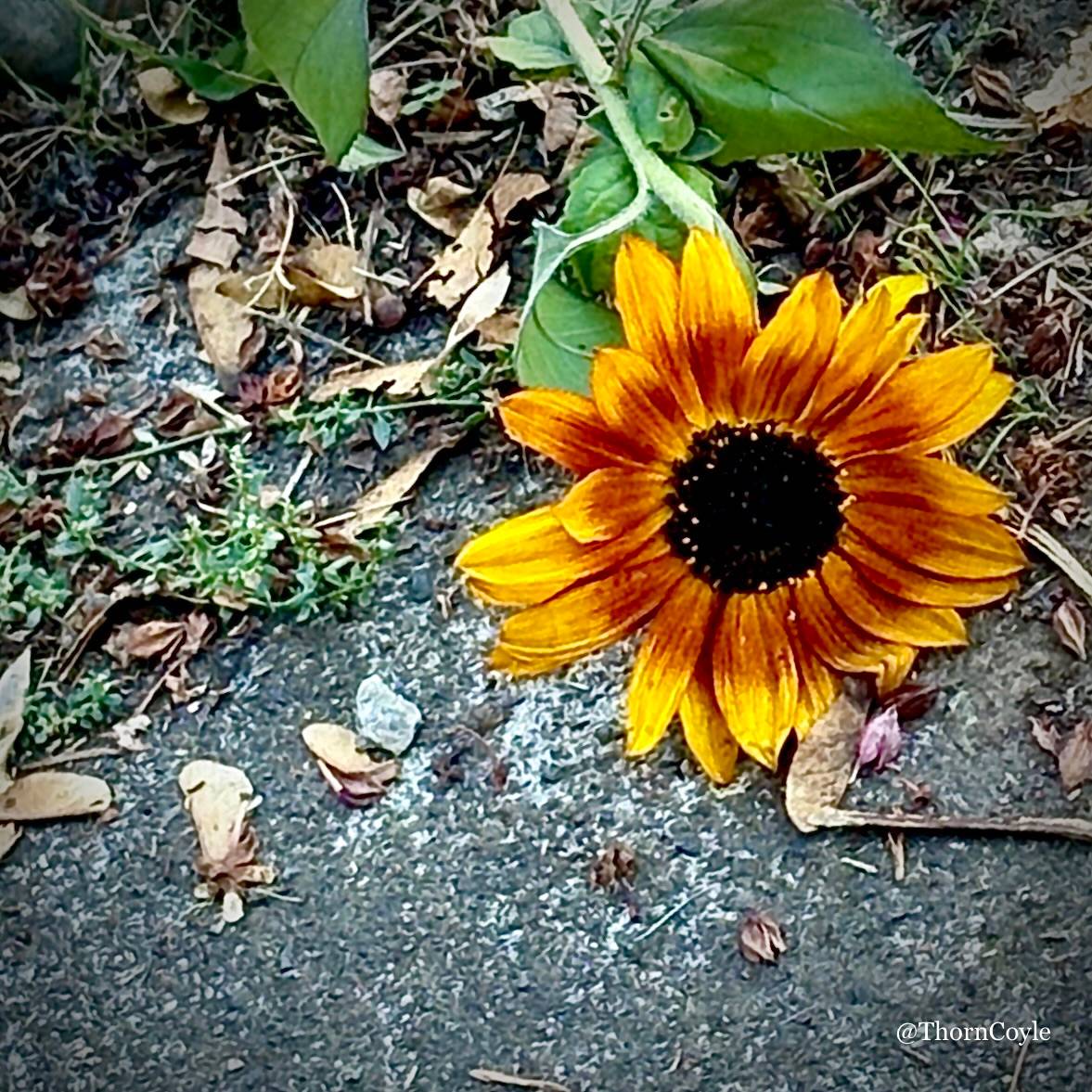 a sunflower, fallen onto a leaf strewn sidewalk,