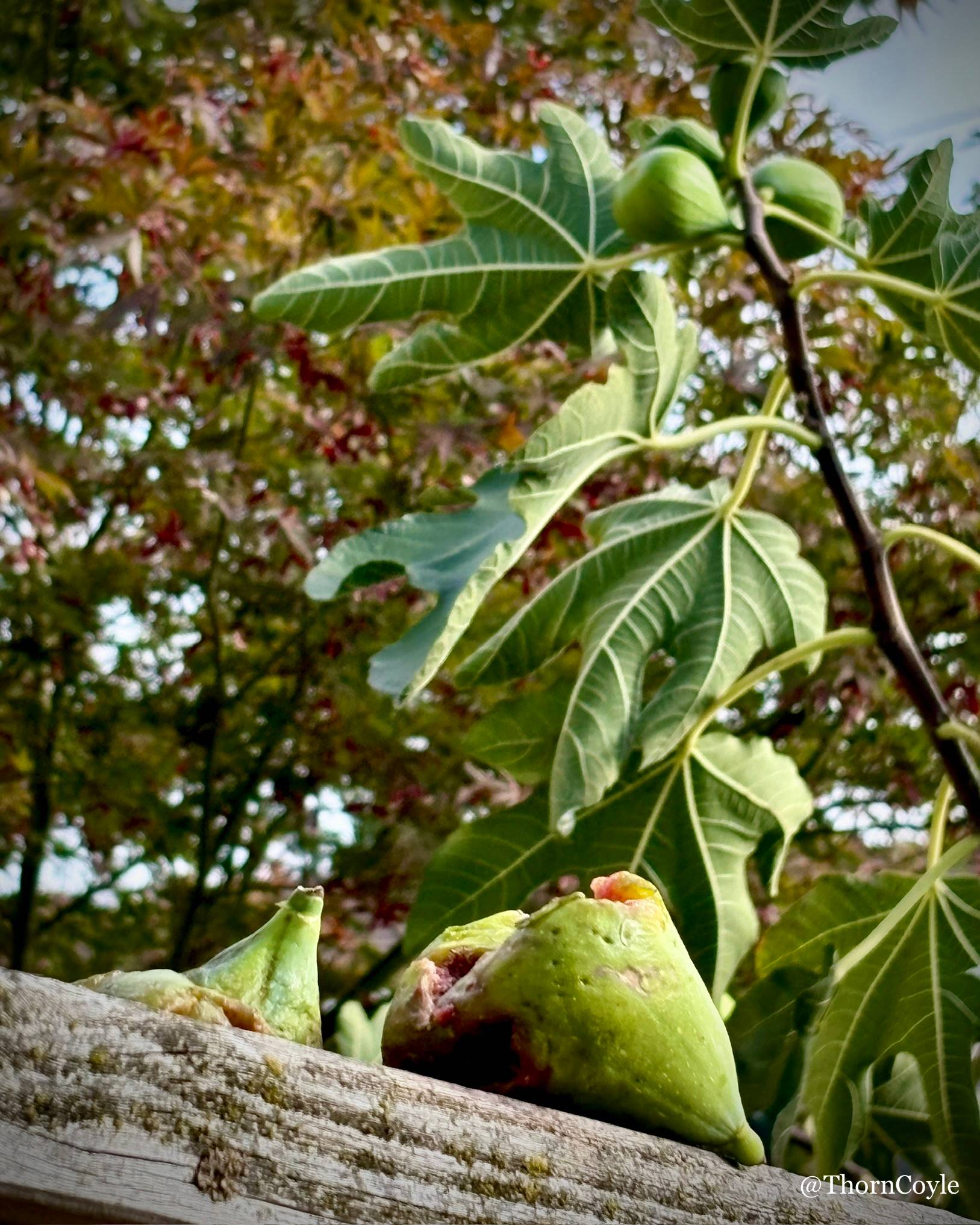 Gnawed on figs on a fence, small fig tree behind.