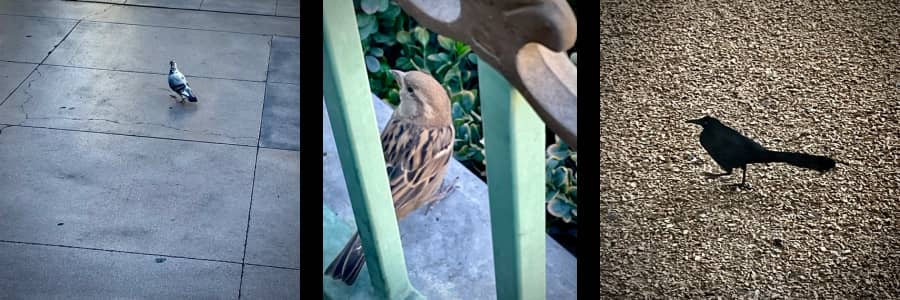 3 photos: a pigeon walking across an empty courtyard. a sparrow seen between metal iron fence rails, a grackle striding across a pebble textured roof.