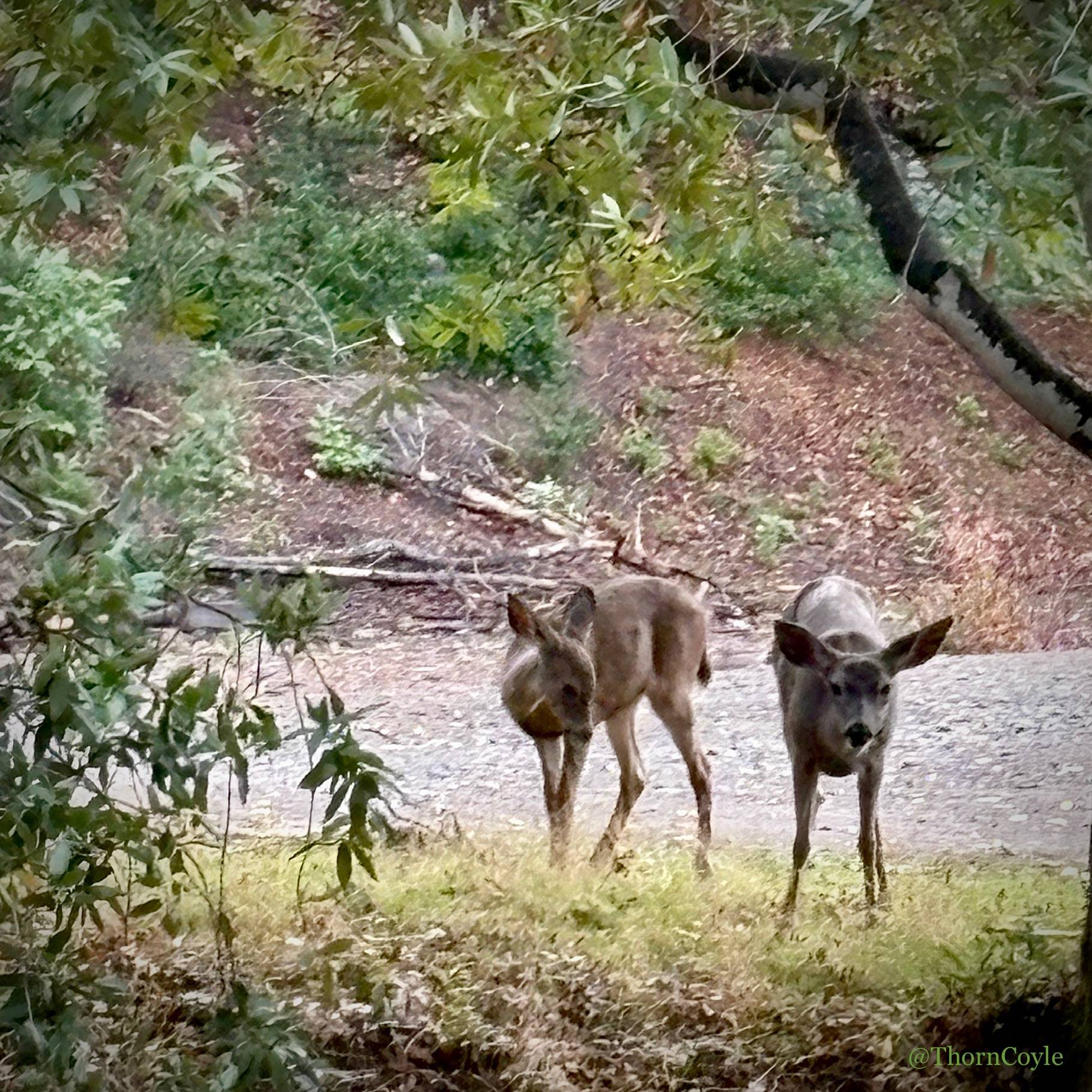 Two deer