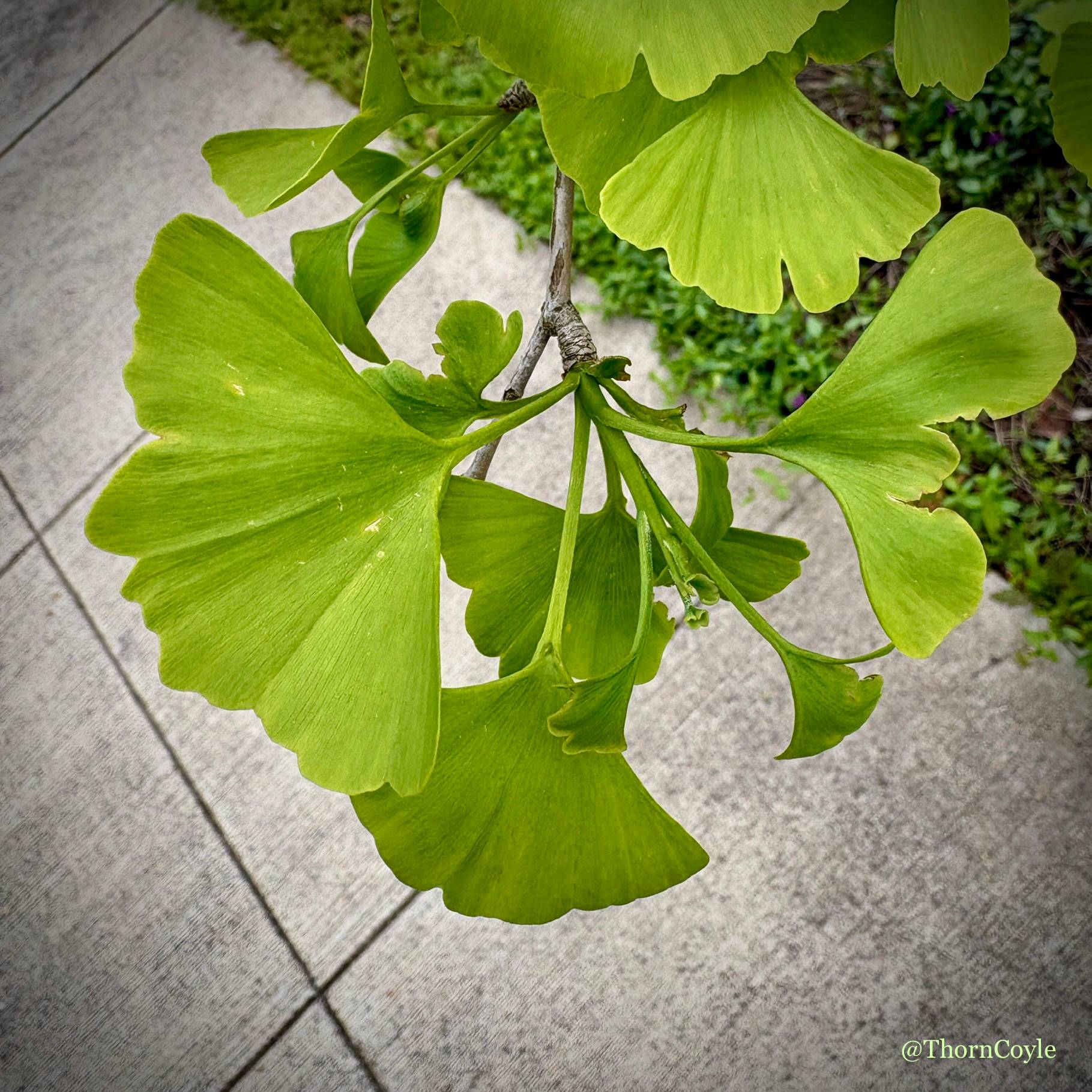 Photo: Gingko leaves fanned out above a sidewalk