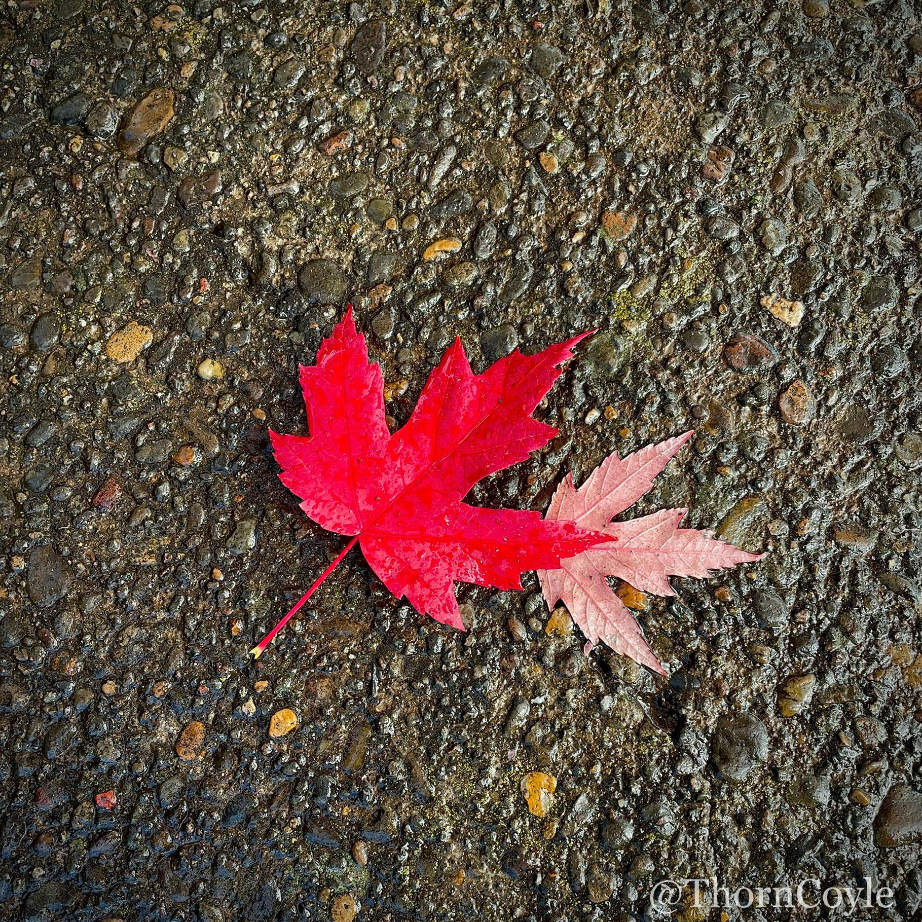 two red maple leaves on a wet sidewalk