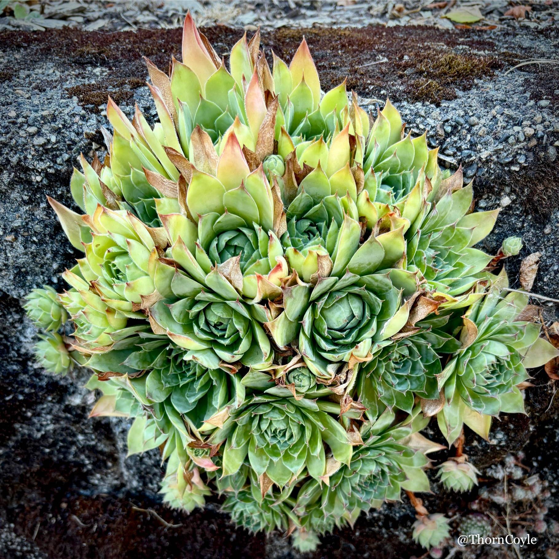 Photo: A circle made of succulents growing from a wall.