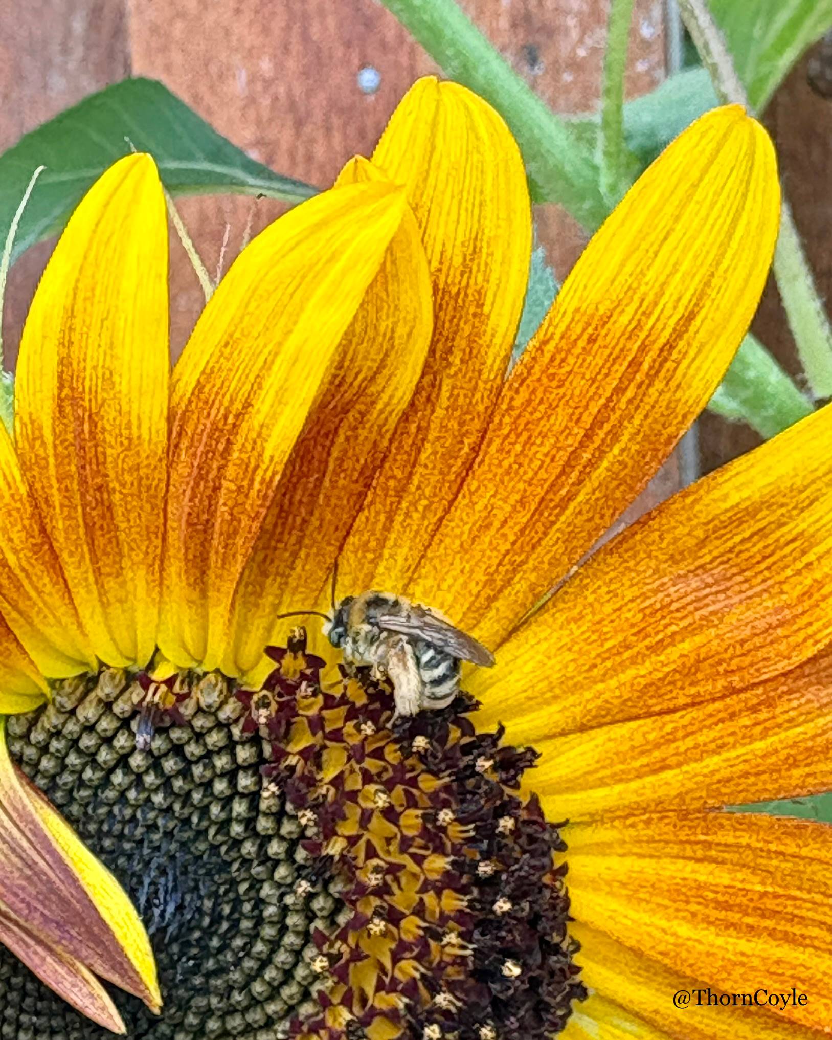 Photo: a small sleeping bee, curled on a sunflower