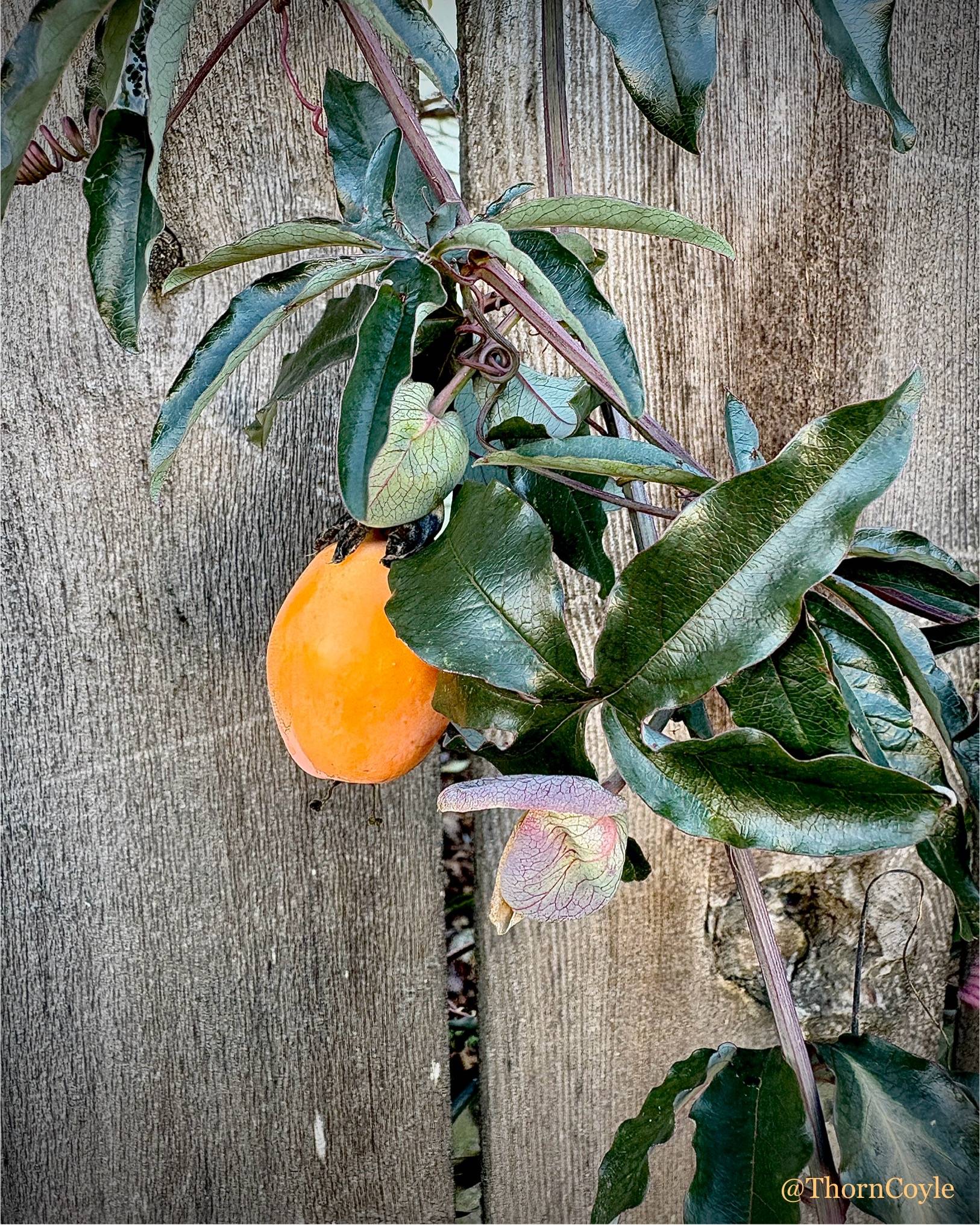 an orange passion fruit on an autumn vine growing against a wood fence