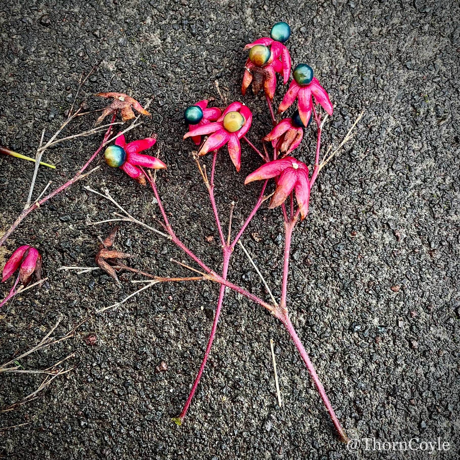 fallen tips of pink glory bower bush, with pink waxy petals and jewel like centers