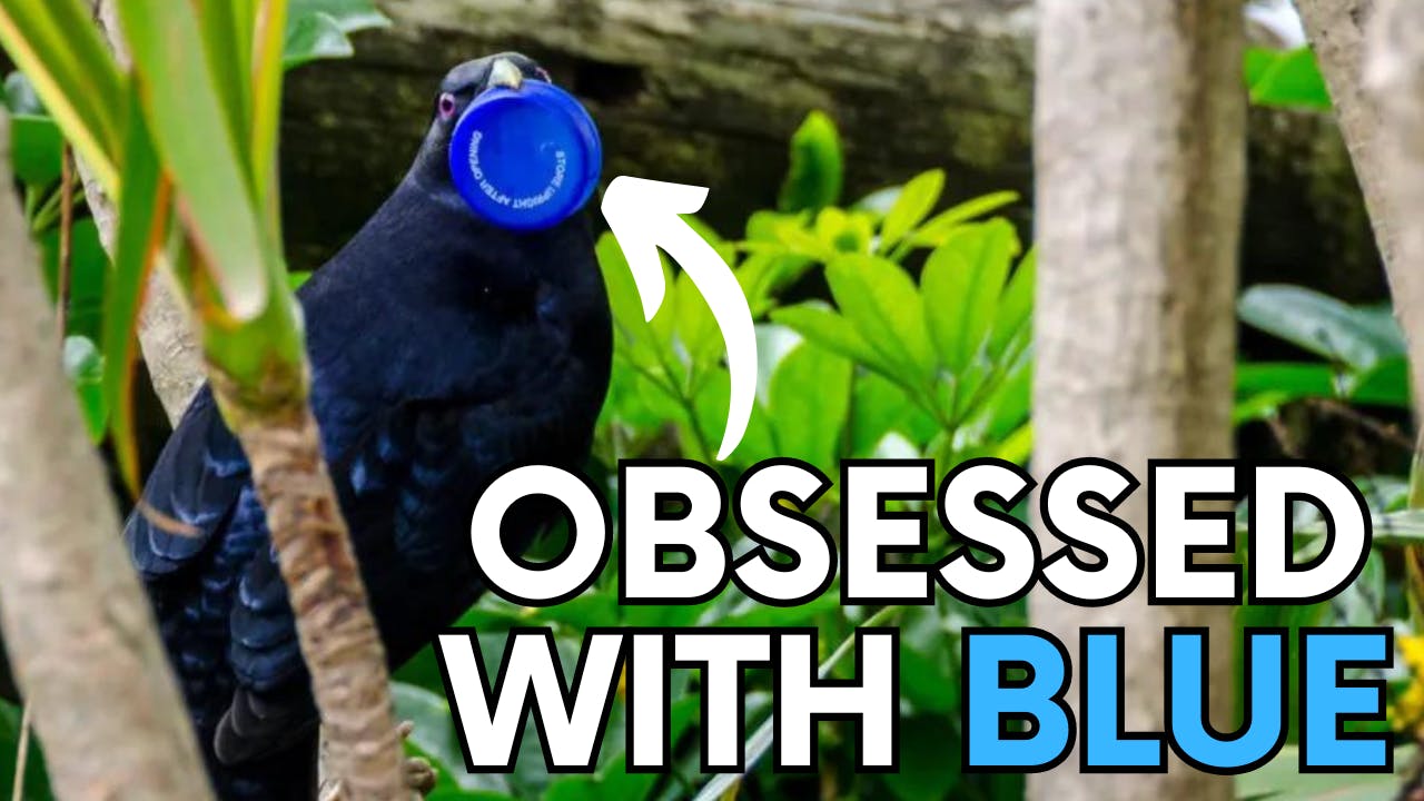 Bowerbirds are obsessed with blue