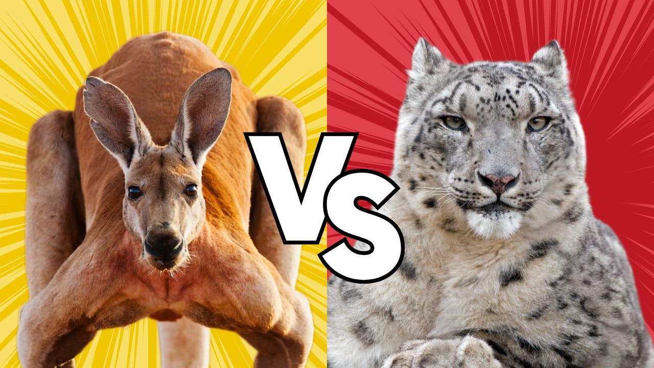 Kangaroo vs snow leopard