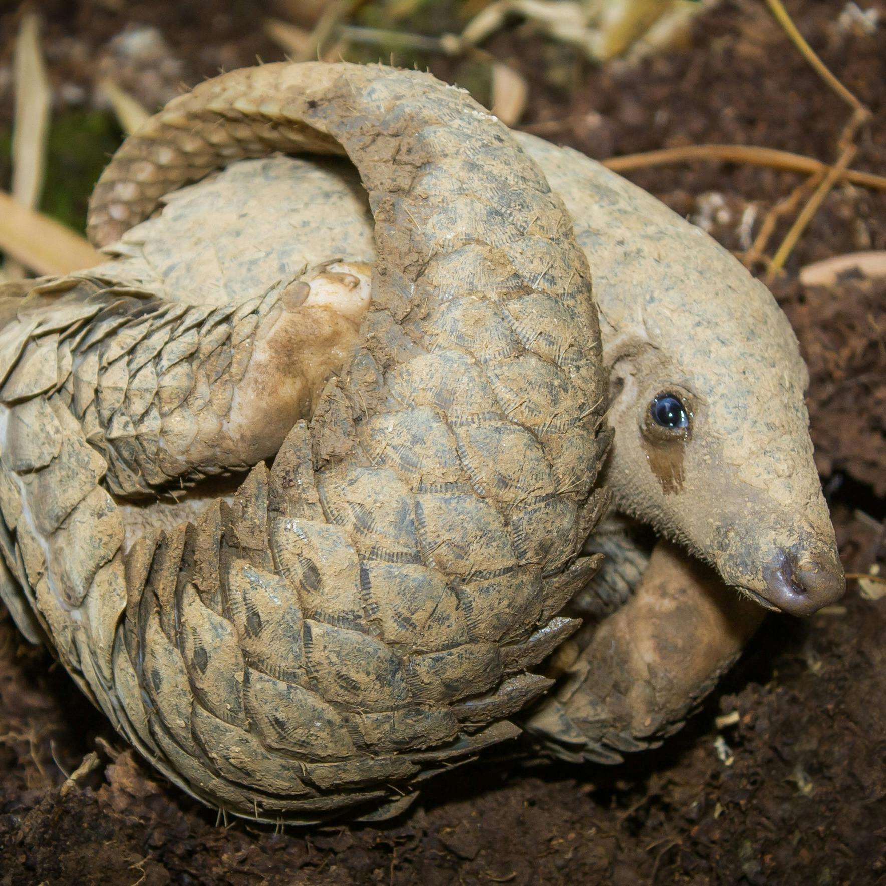 A curled-up pangolin