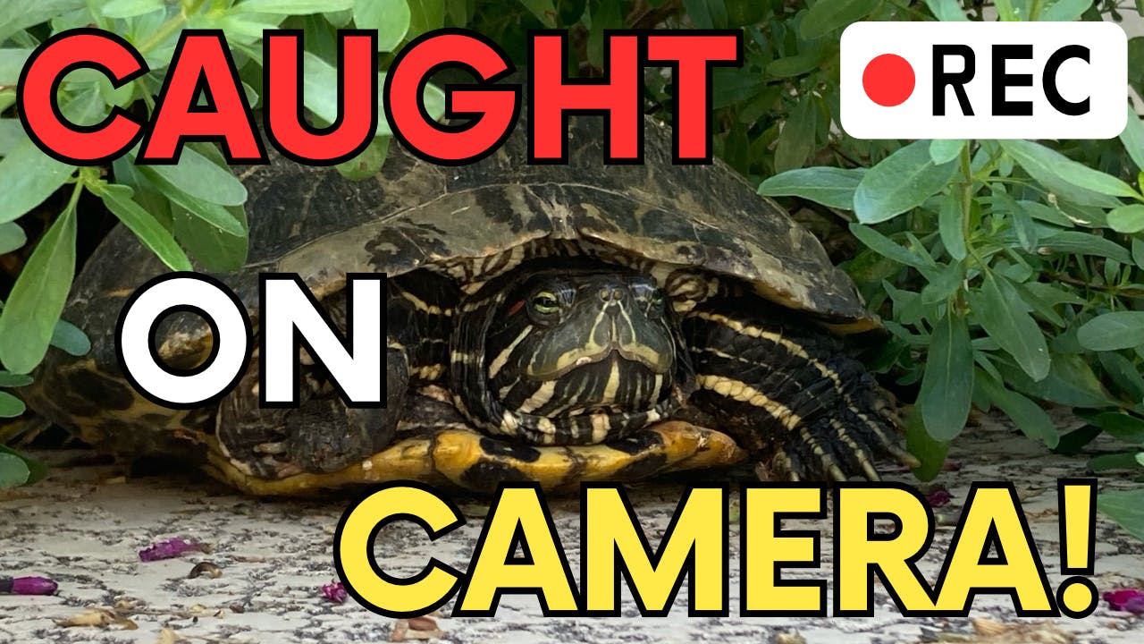 Tucker the turtle caught on camera!