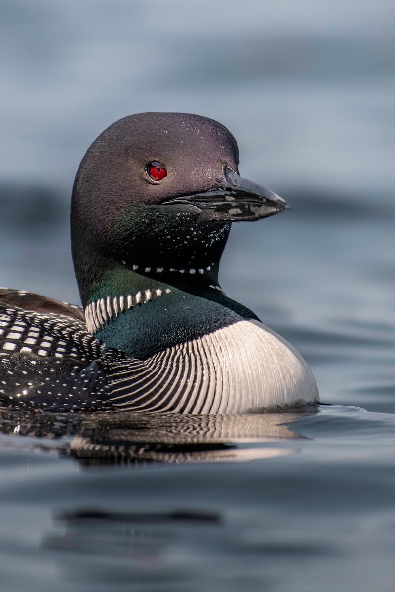 A Common Loon