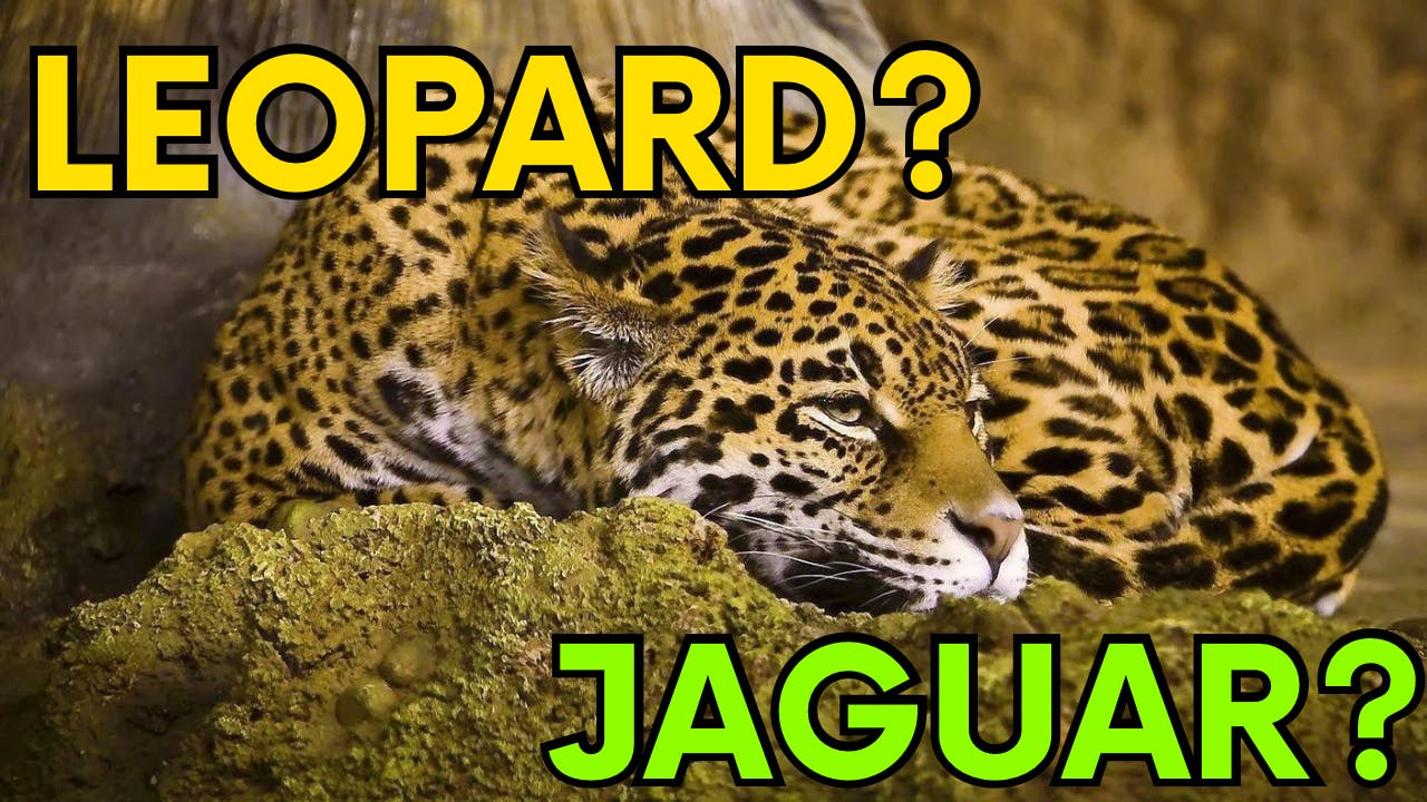 Leopard or jaguar?