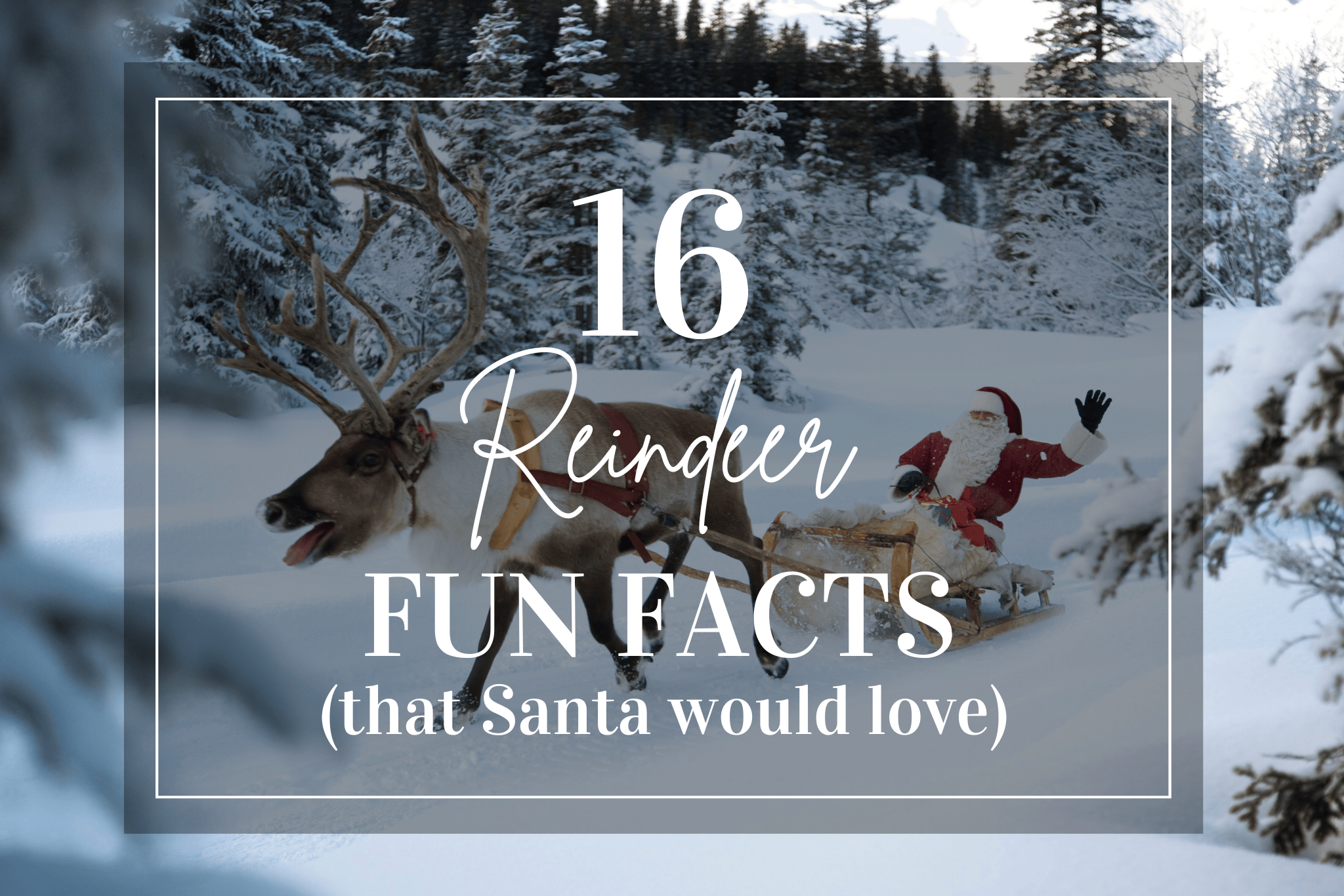 16 Reindeer Fun Facts