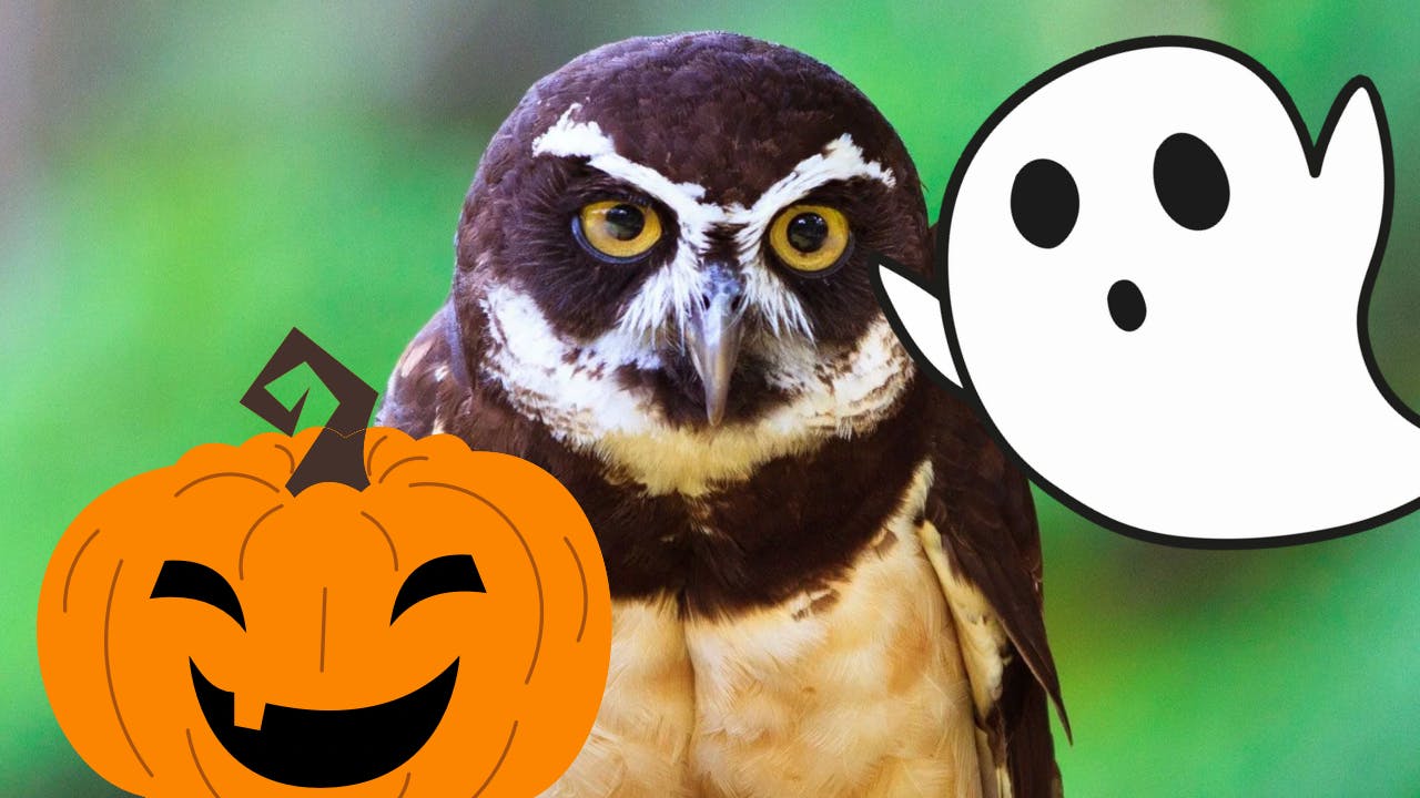 An owl with a ghost and a pumpkin