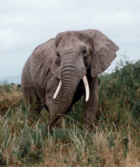 An African elephant