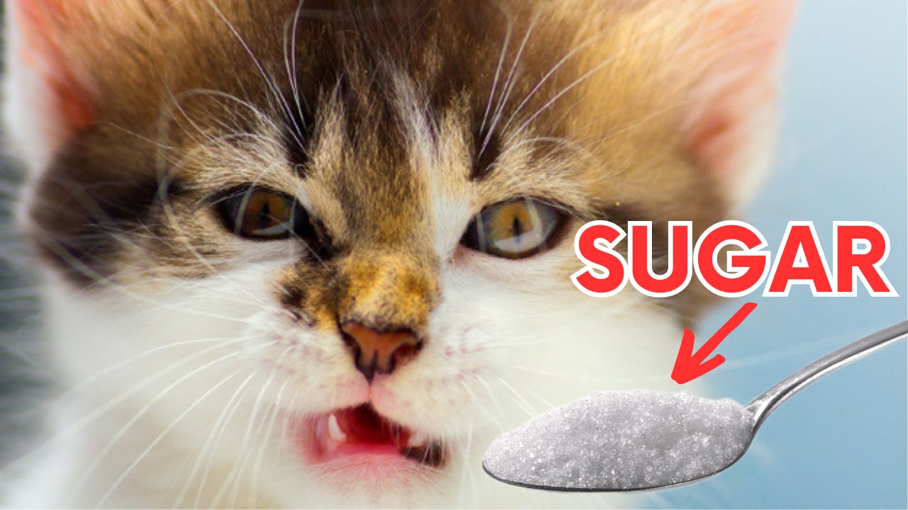 Do cats hate sugar?