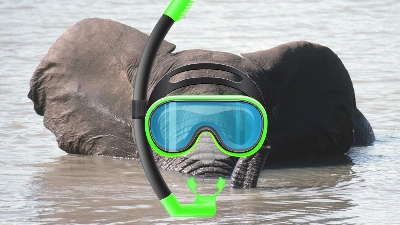 An elephant wearing a snorkel