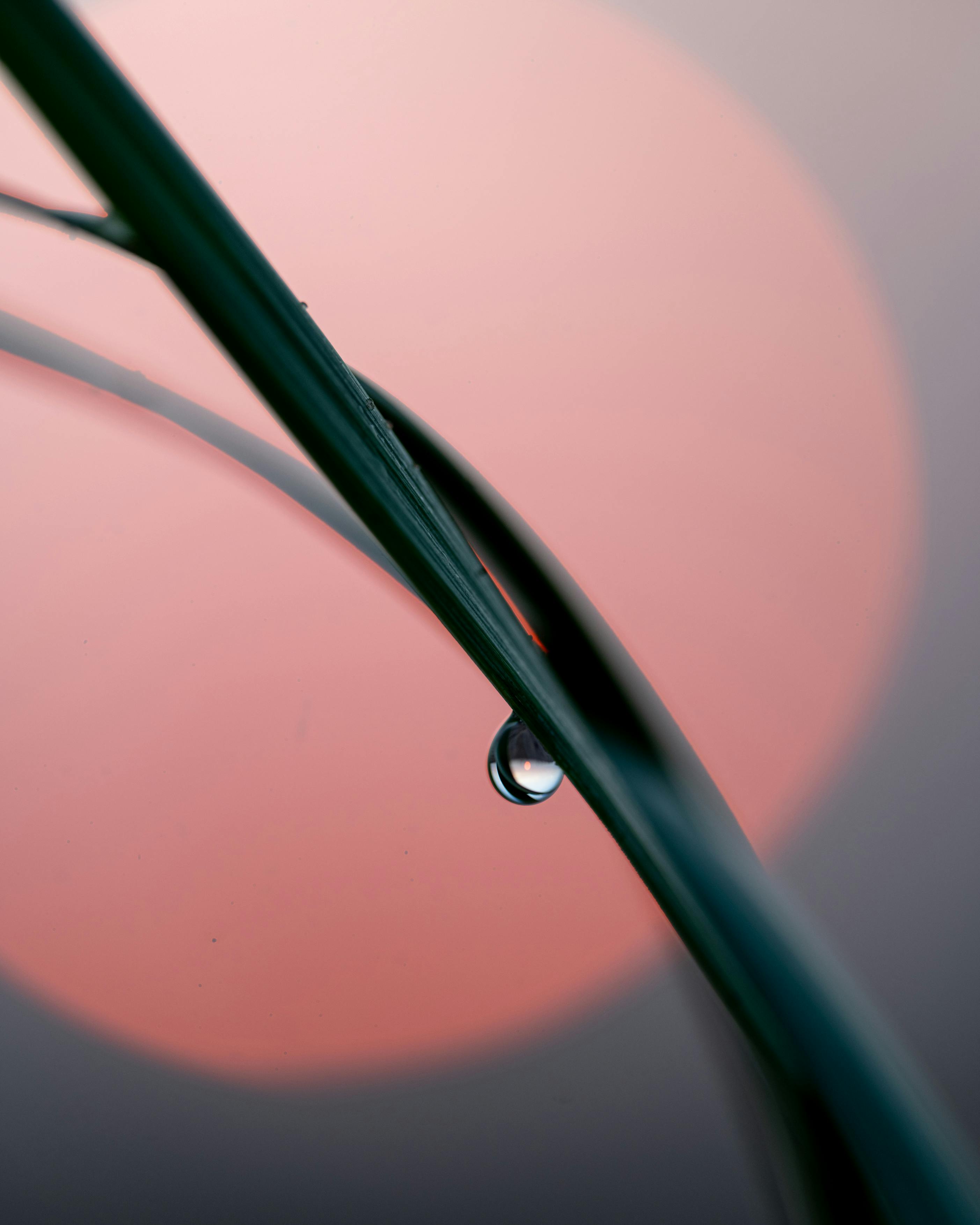 A water droplet on a skinny leaf at sunrise. 