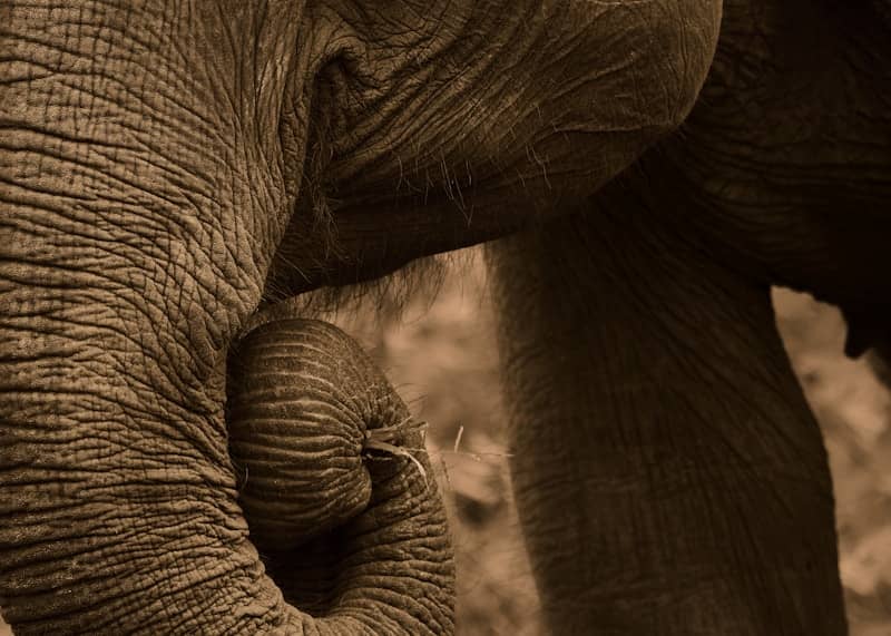 Elephant's trunk and skin are the main focus.