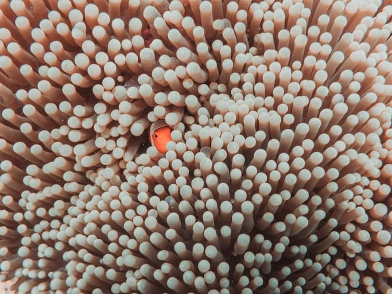 A clownfish peeks out from its anemone home.
