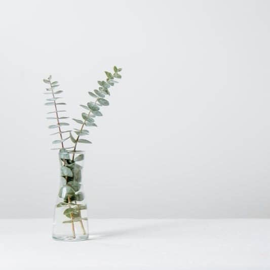green fern plant inside clear glass vase