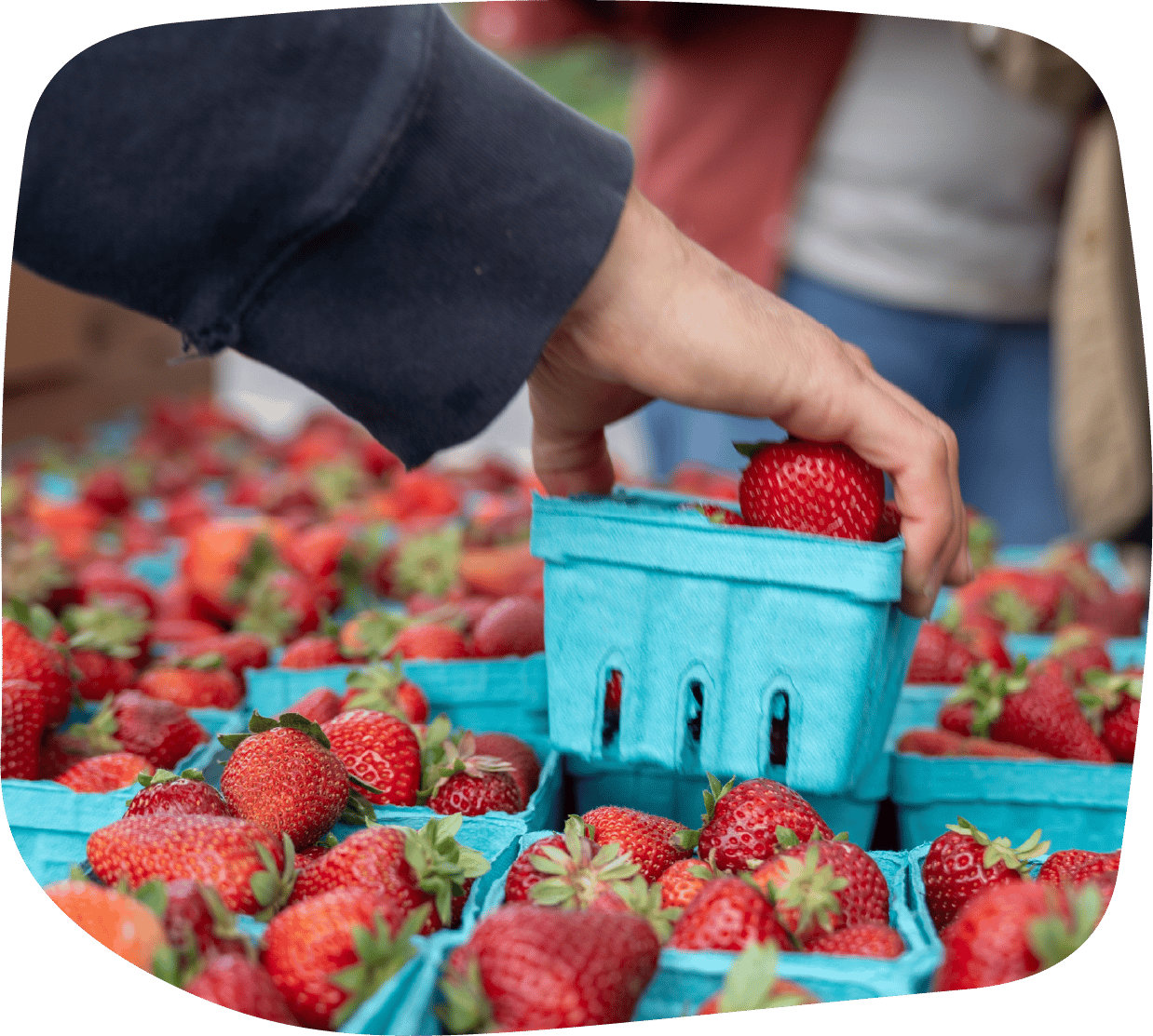 hand is lifting a pint of strawberries from table filled with pints