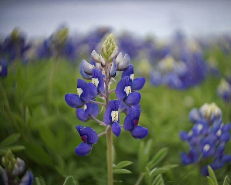 Bluebonnets bloom in a field of green.