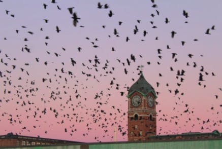 A photo showing hundreds of crows flying in front of the Lawrence MA clocktower at sunset. They sky is lavendar and pink.
