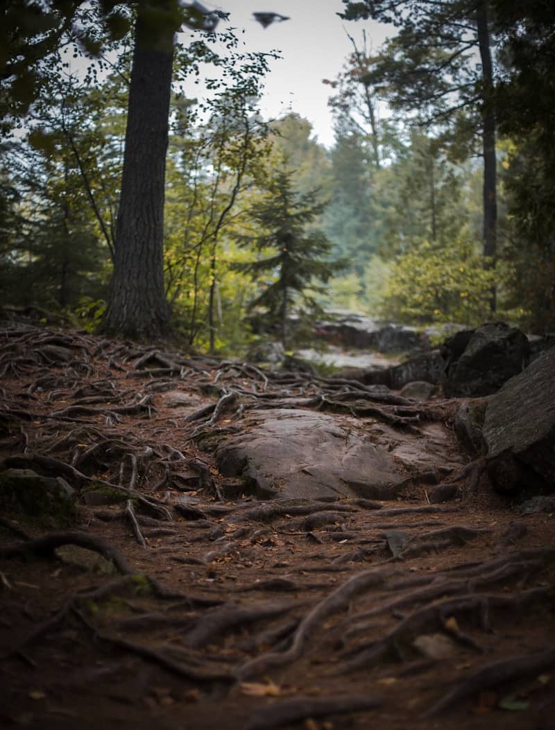 brown tree log on forest during daytime